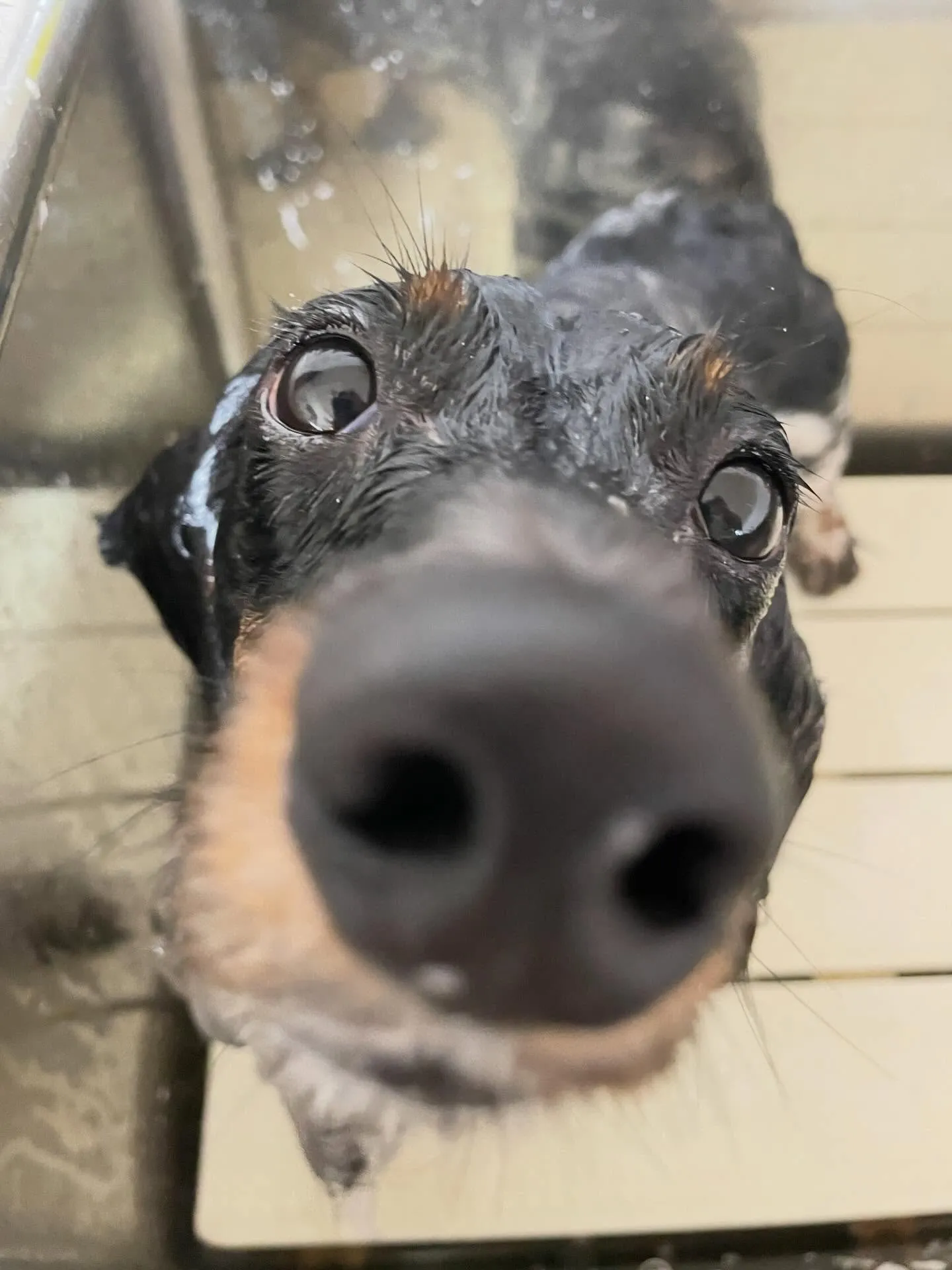 🍃今日のトリミング🍃ダックス🐶｜名東区・千種区・守山区の動物...
