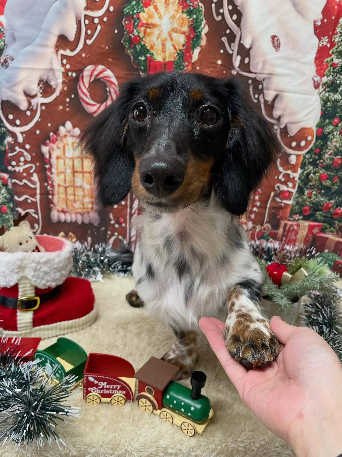🍃今日のトリミング🍃ダックス🐶｜名東区・千種区・守山区の動物...