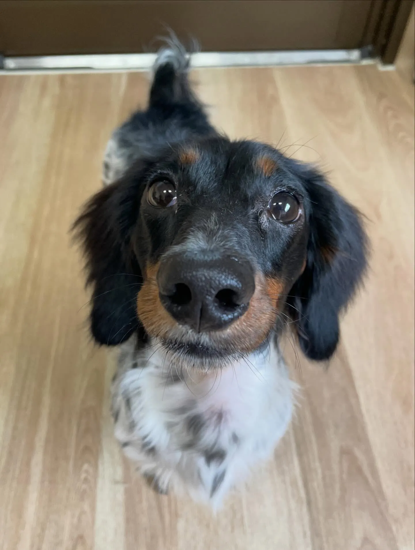 🍃今日のトリミング🍃ダックス🐶｜名東区・千種区・守山区の動物...