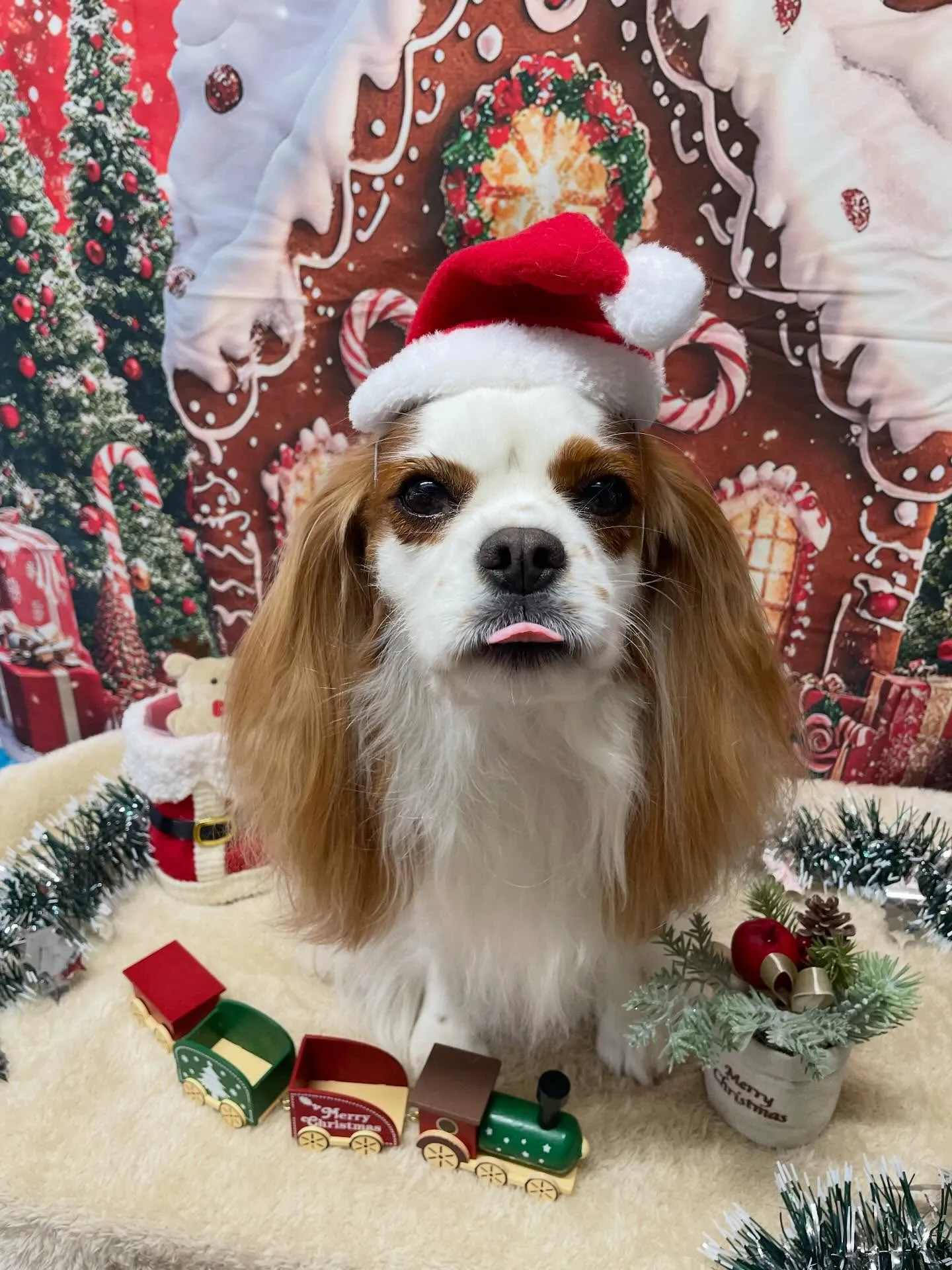 🍃今日のトリミング🍃キャバリア🐶｜名東区・千種区・守山区の動...