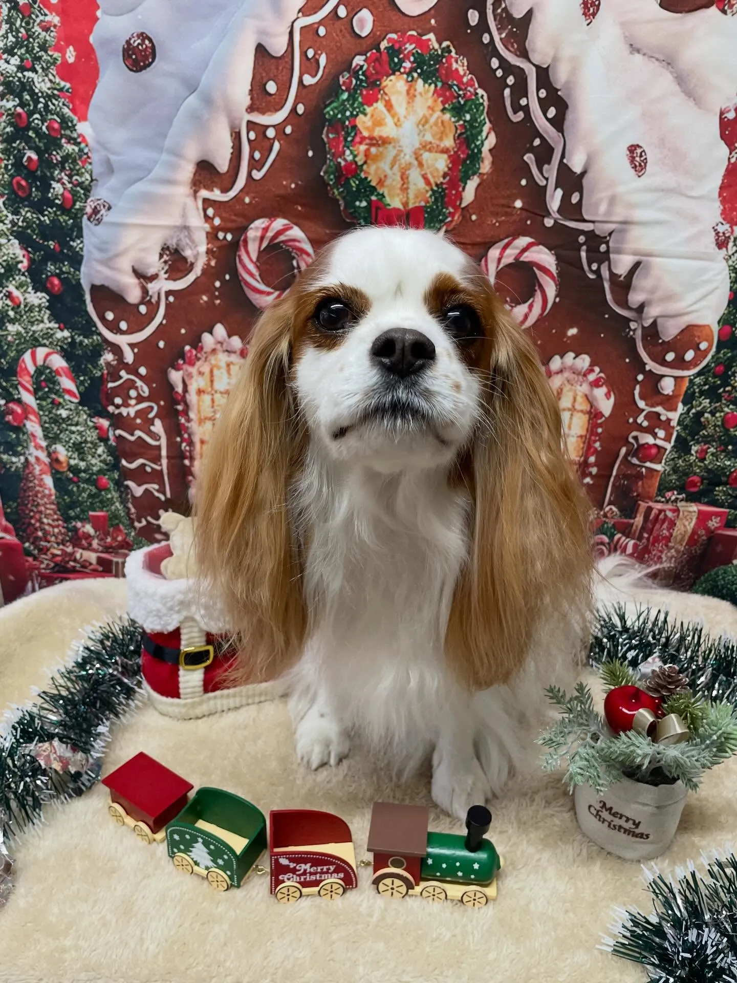 🍃今日のトリミング🍃キャバリア🐶｜名東区・千種区・守山区の動...