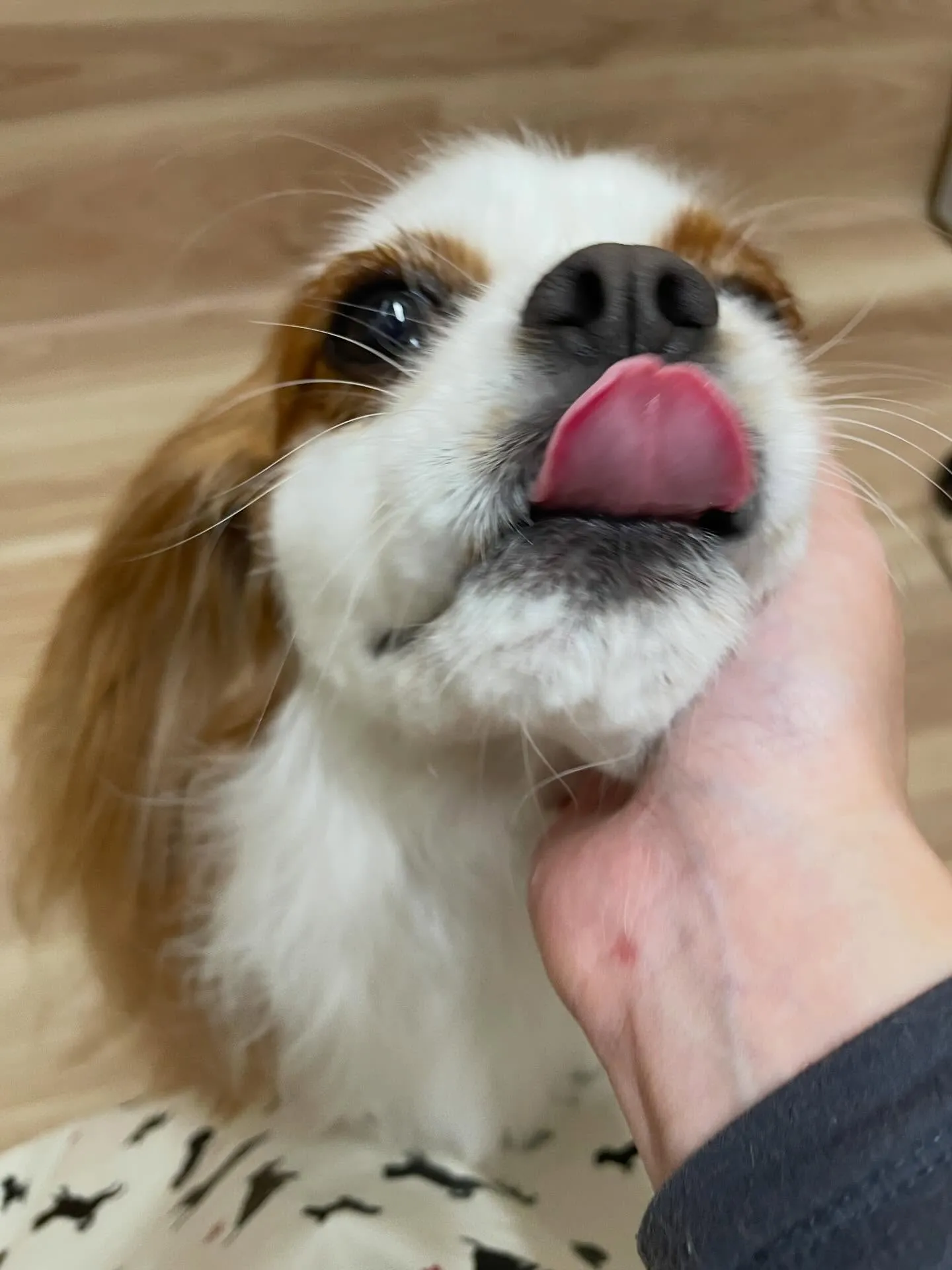🍃今日のトリミング🍃キャバリア🐶｜名東区・千種区・守山区の動...