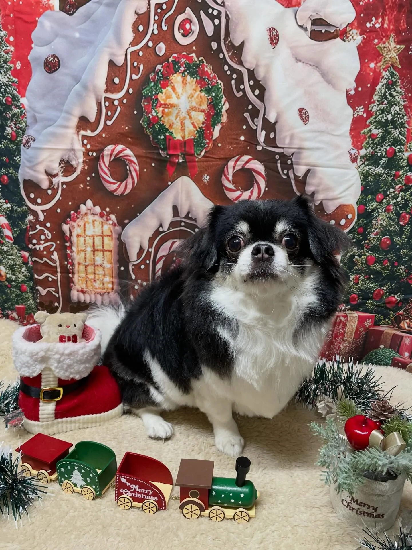 🍃今日のトリミング🍃チワワ🐶｜名東区・千種区・守山区の動物病...