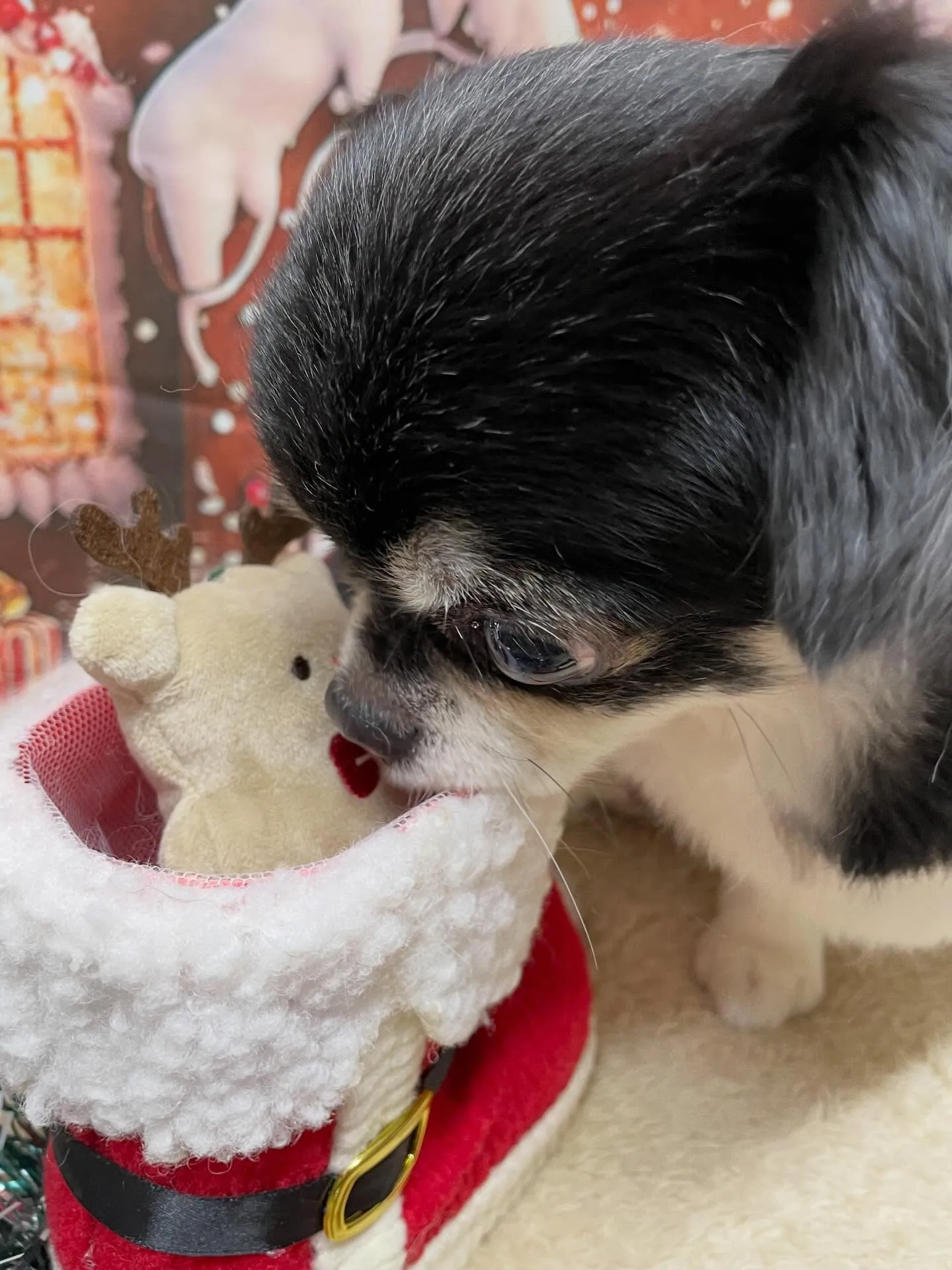 🍃今日のトリミング🍃チワワ🐶｜名東区・千種区・守山区の動物病...