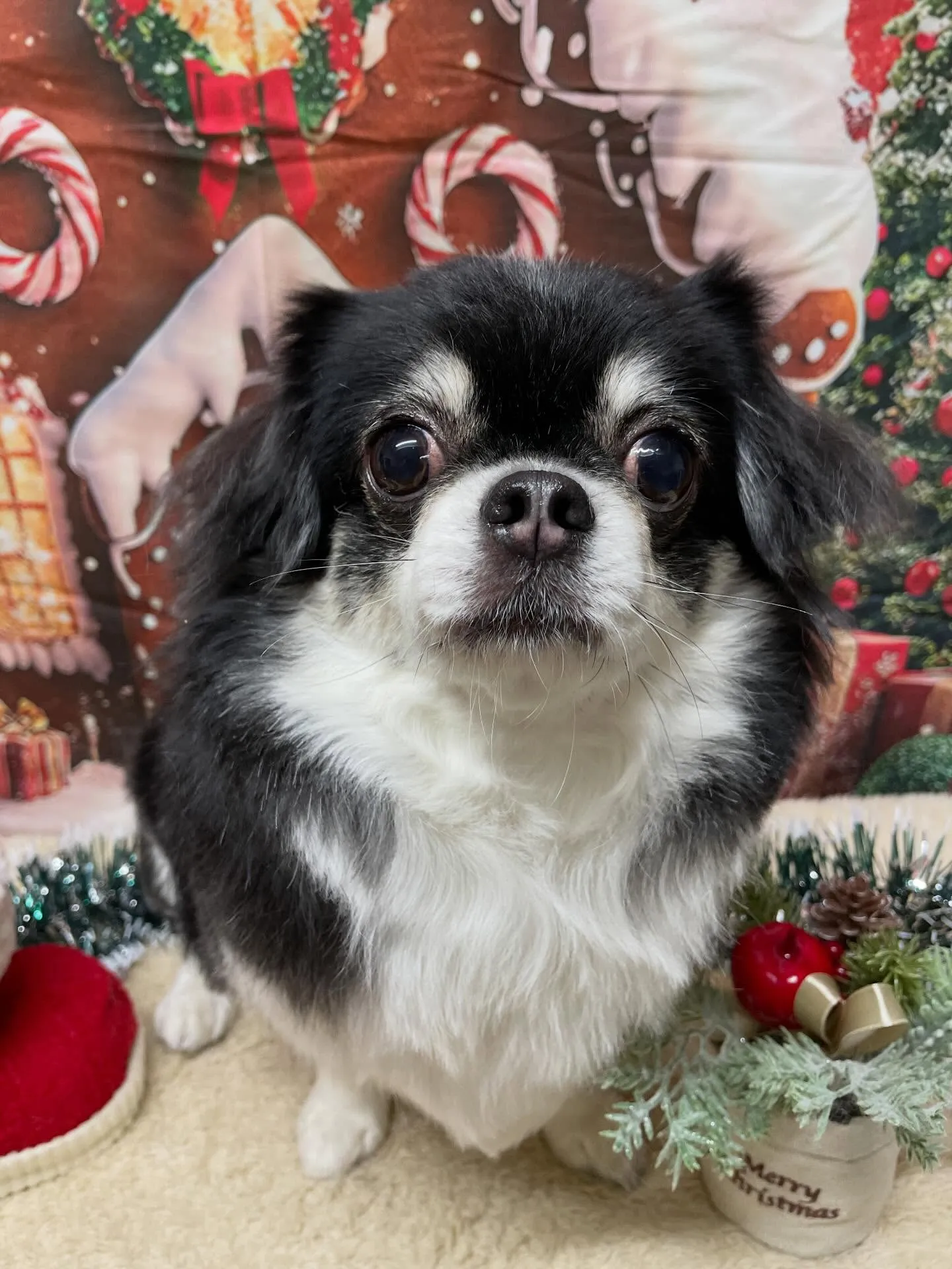 🍃今日のトリミング🍃チワワ🐶｜名東区・千種区・守山区の動物病...