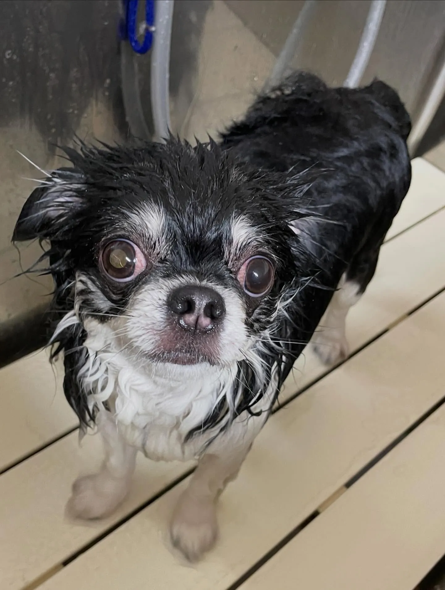 🍃今日のトリミング🍃チワワ🐶｜名東区・千種区・守山区の動物病...