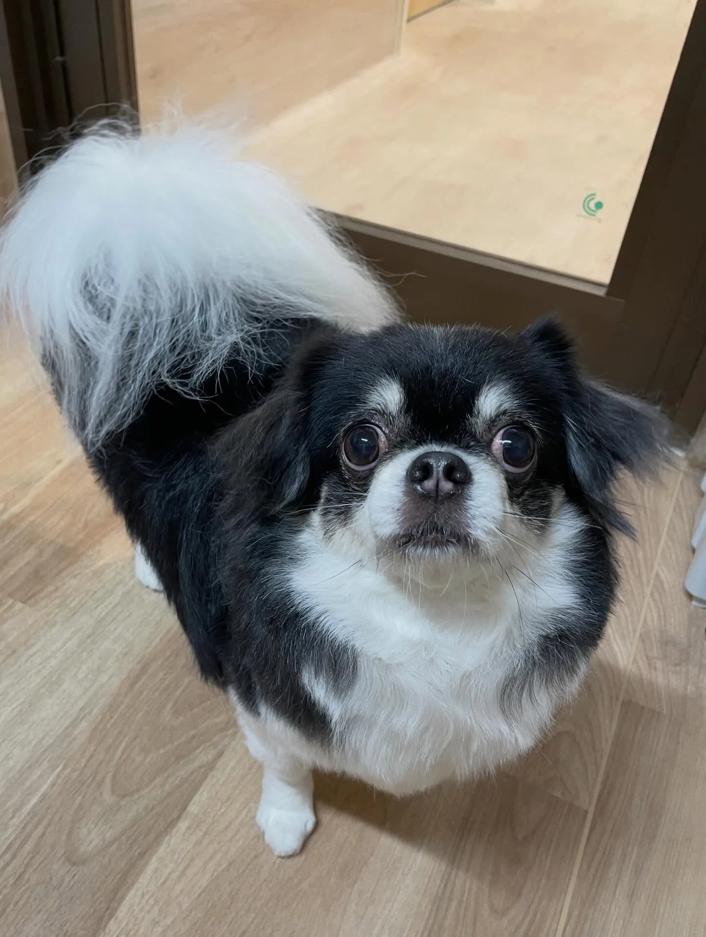 🍃今日のトリミング🍃チワワ🐶｜名東区・千種区・守山区の動物病...