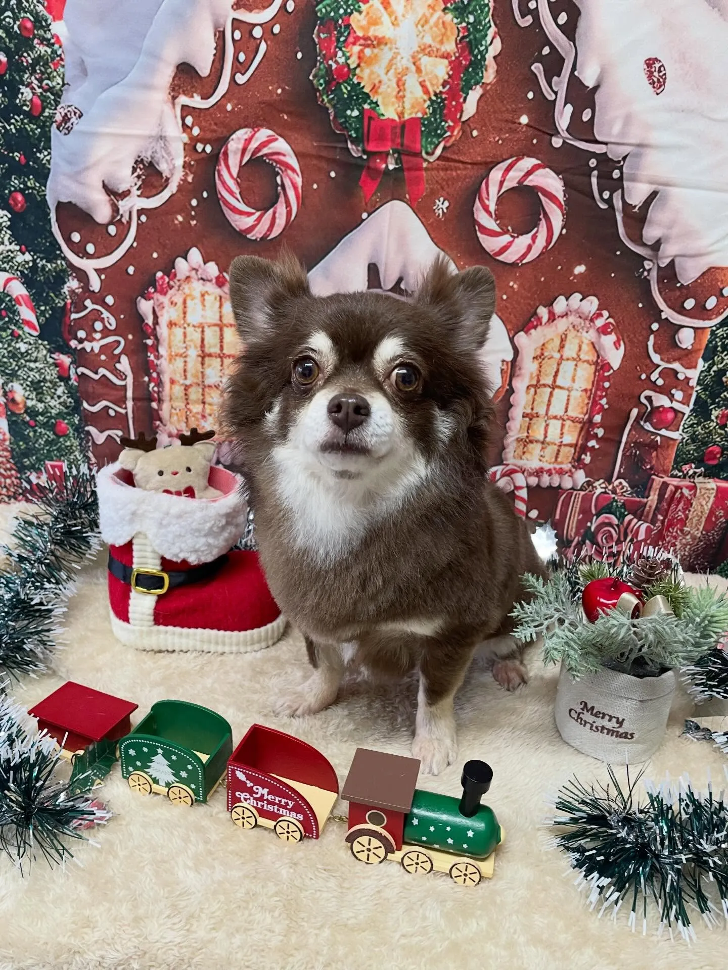 🍃今日のトリミング🍃チワワ🐶｜名東区・千種区・守山区の動物病...