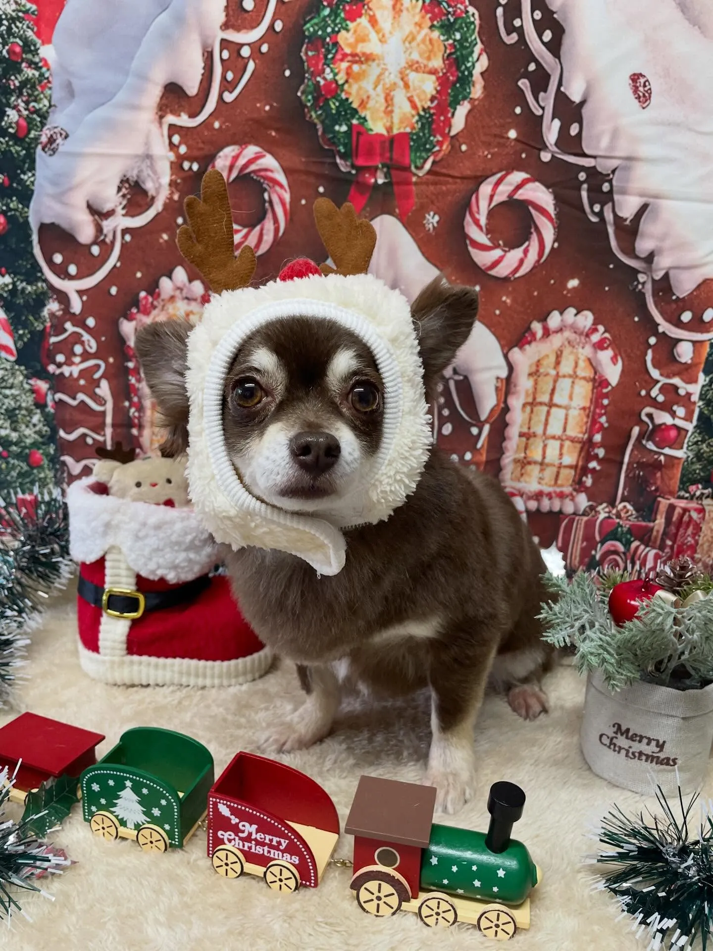 🍃今日のトリミング🍃チワワ🐶｜名東区・千種区・守山区の動物病...