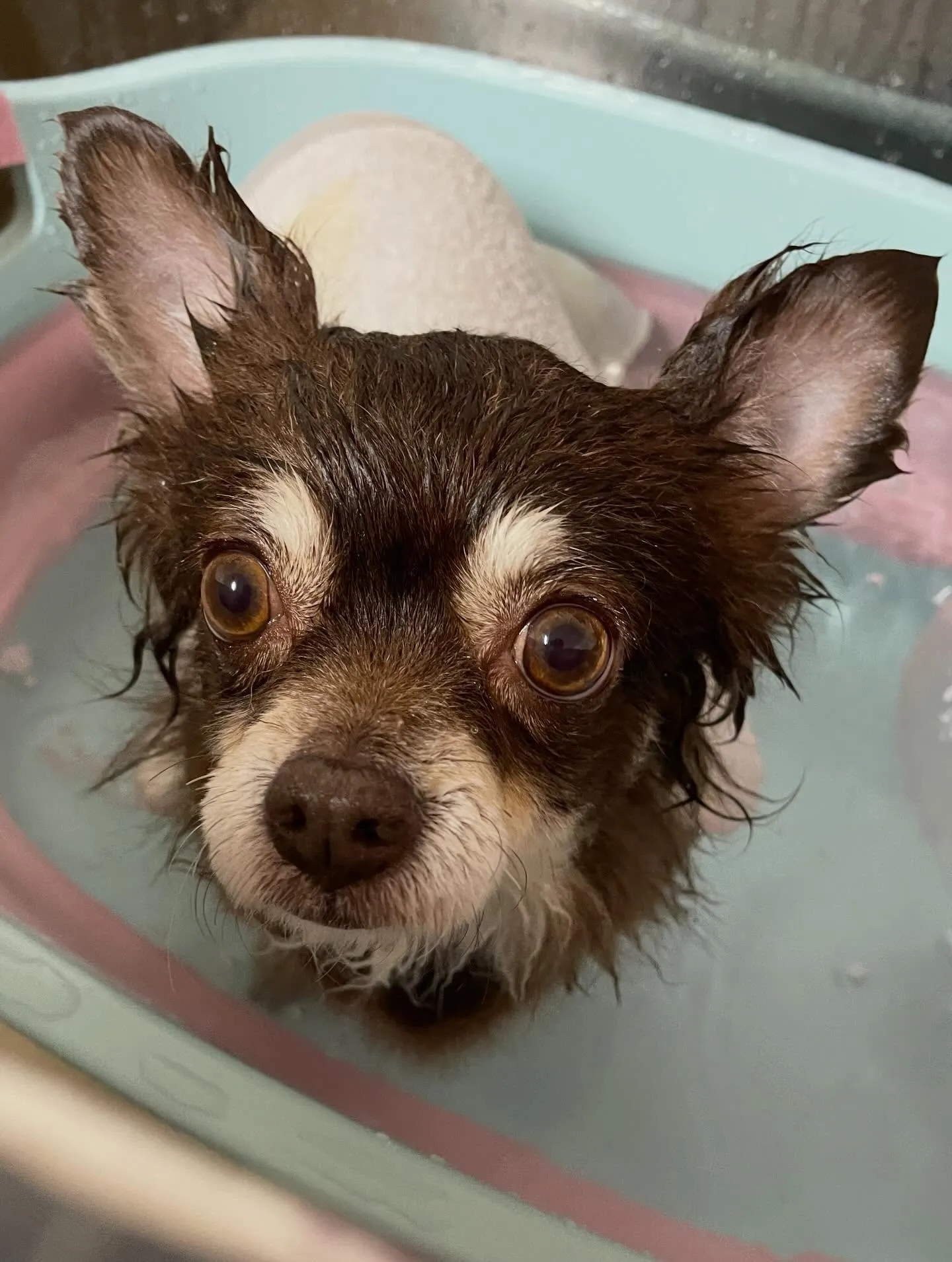 🍃今日のトリミング🍃チワワ🐶｜名東区・千種区・守山区の動物病...
