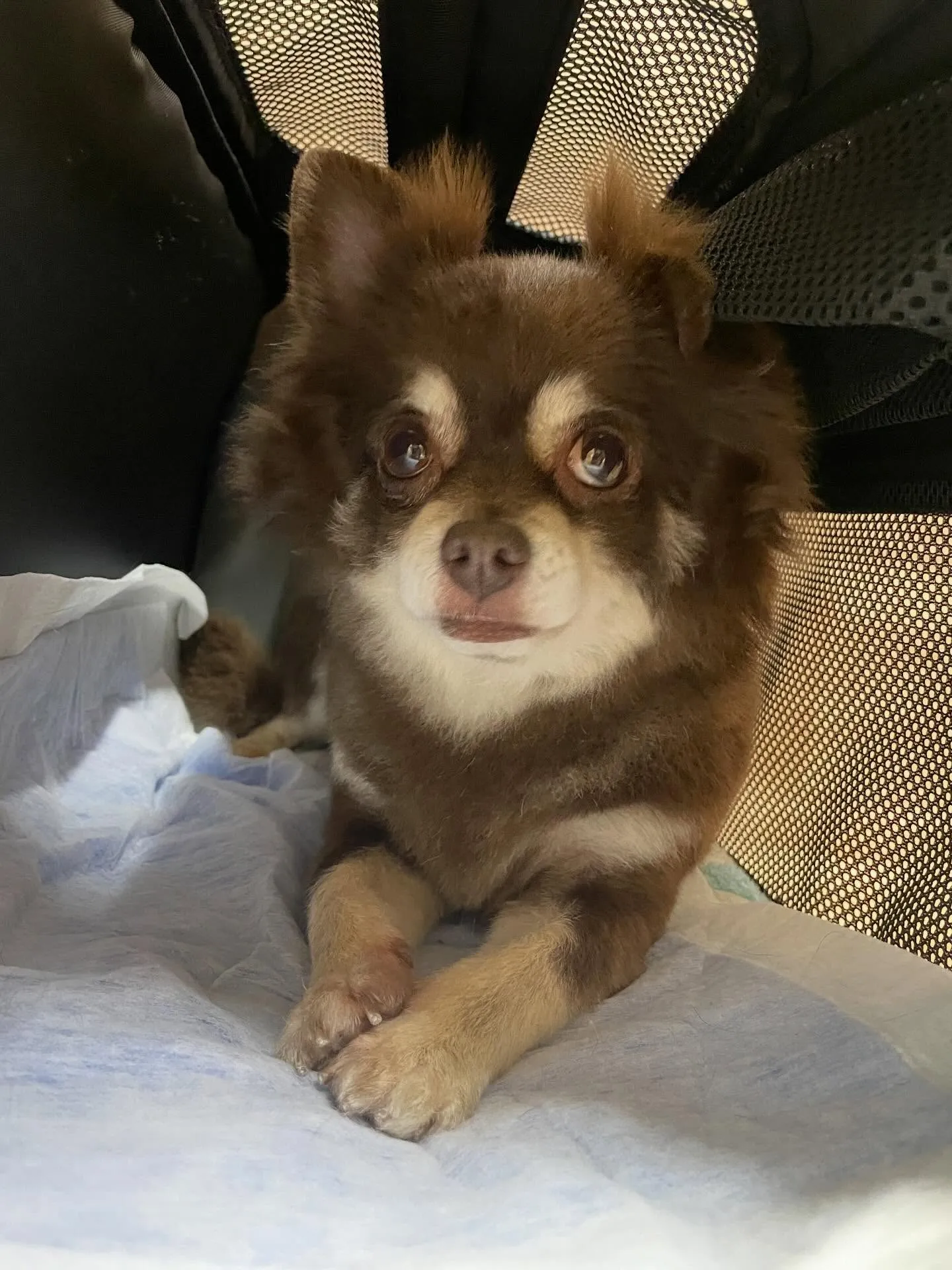 🍃今日のトリミング🍃チワワ🐶｜名東区・千種区・守山区の動物病...