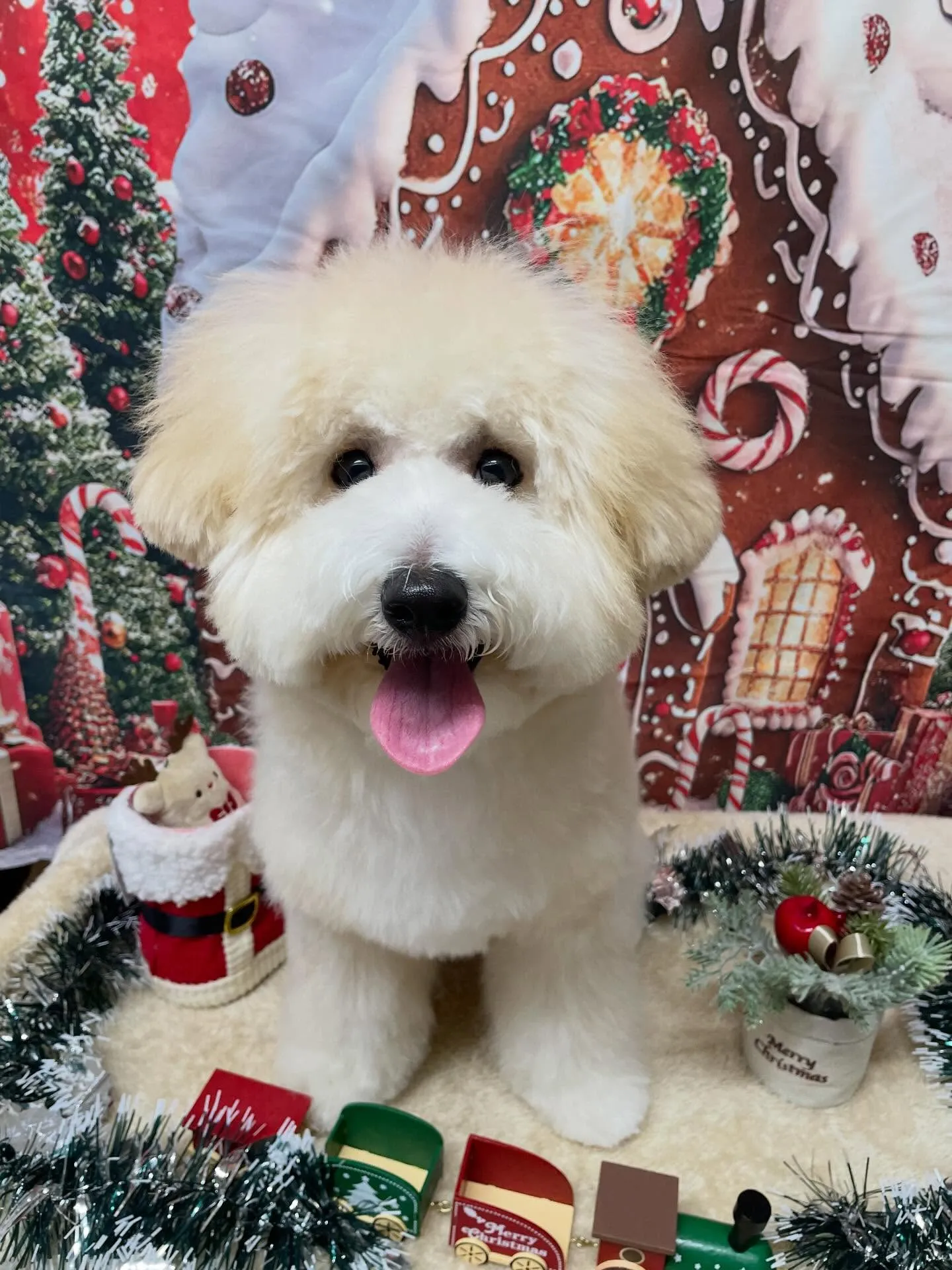 🍃今日のトリミング🍃ミックス犬🐶｜名東区・千種区・守山区の動...