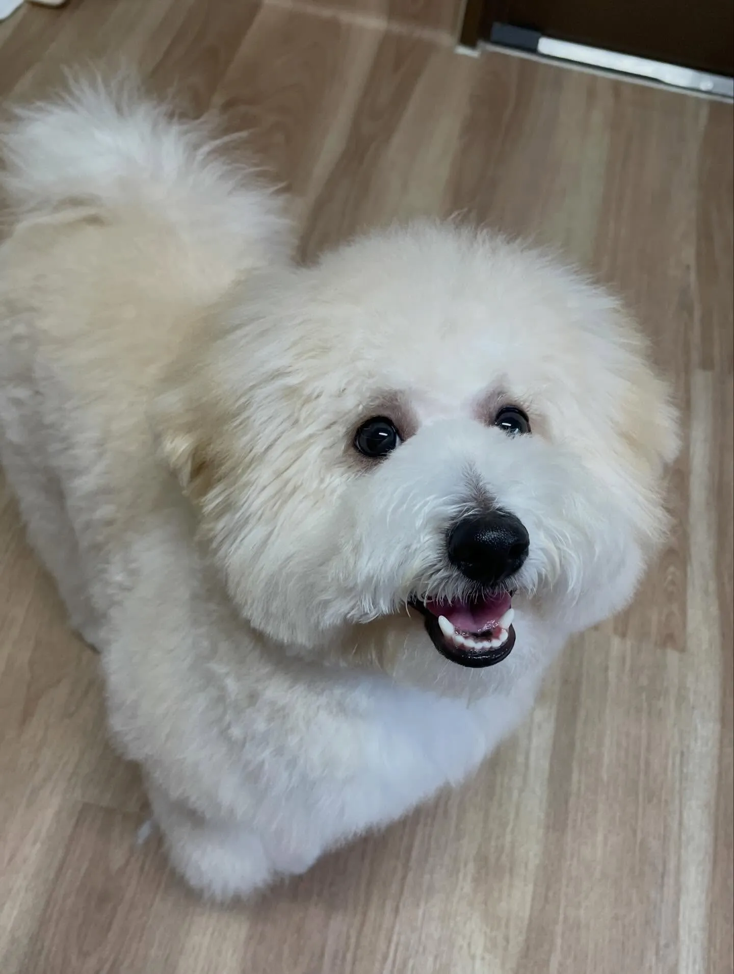 🍃今日のトリミング🍃ミックス犬🐶｜名東区・千種区・守山区の動...