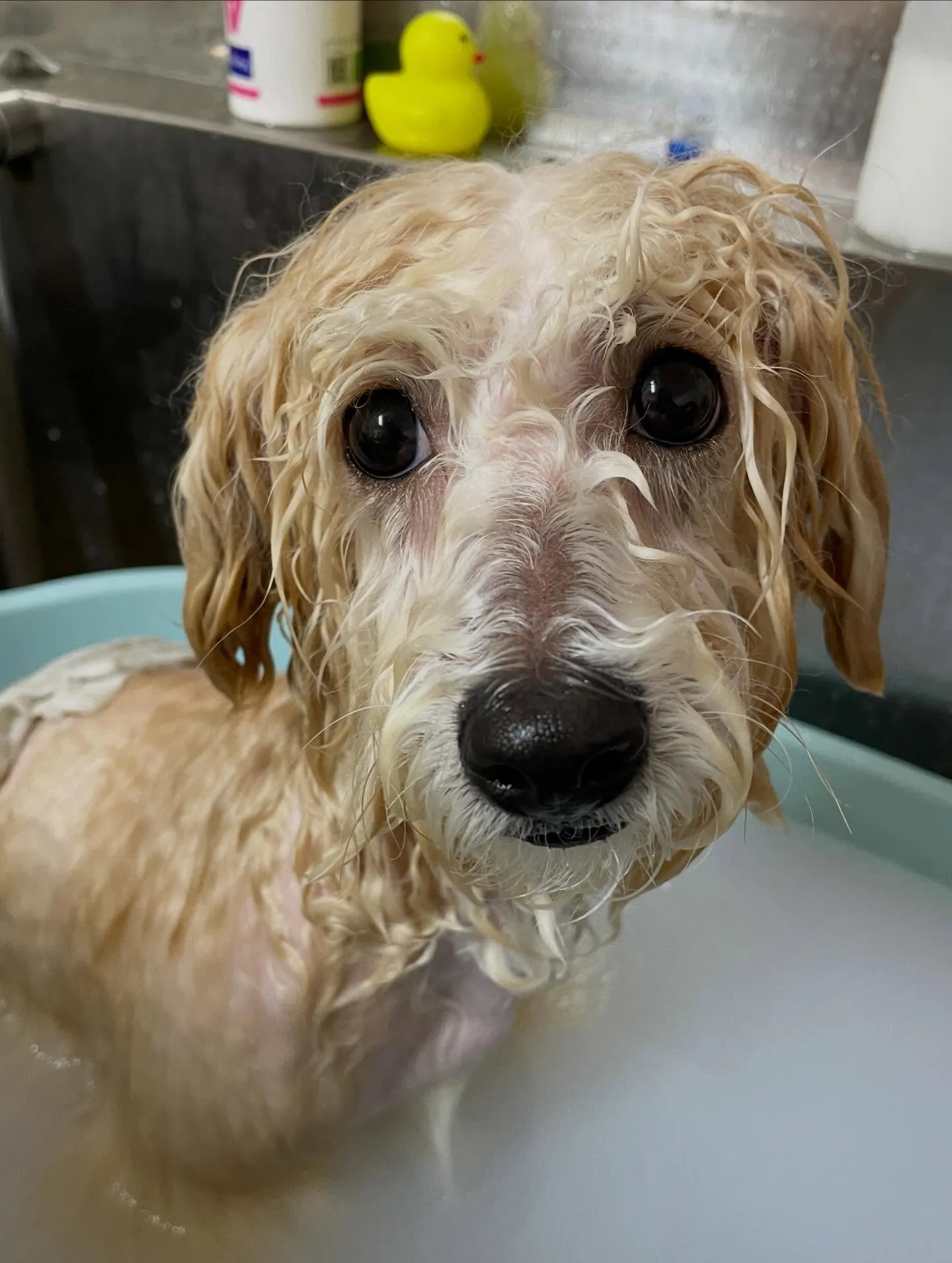 🍃今日のトリミング🍃ミックス犬🐶｜名東区・千種区・守山区の動...