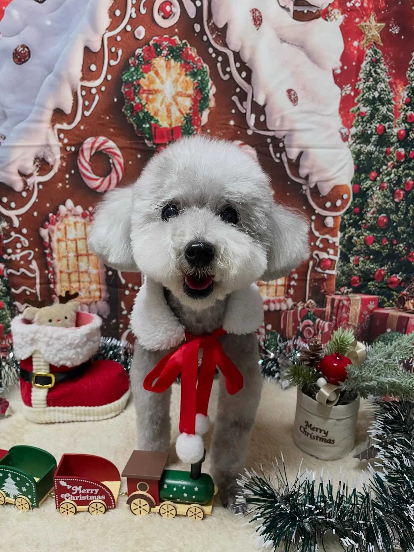 🍃今日のトリミング🍃プードル🐶｜名東区・千種区・守山区の動物...