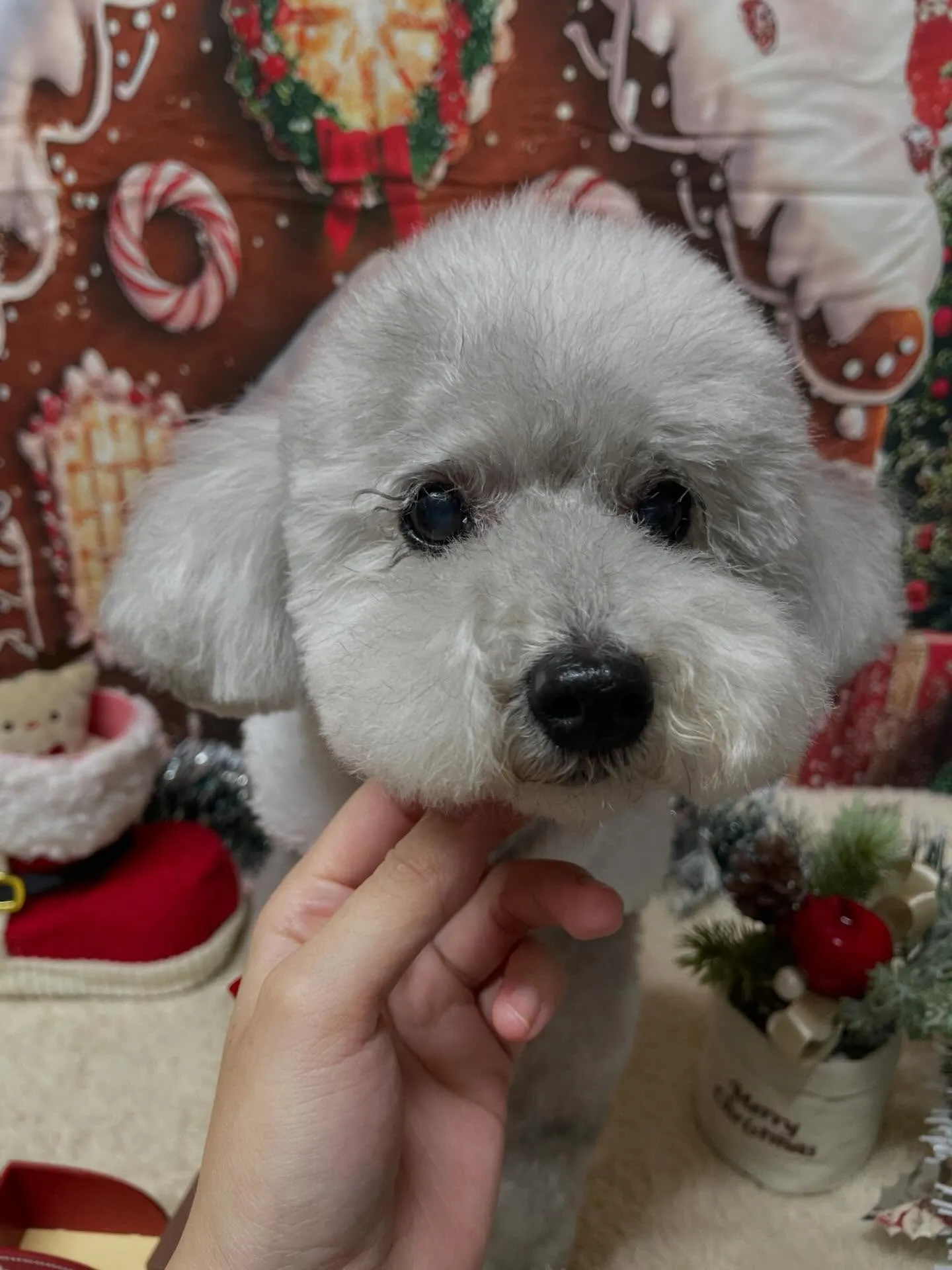 🍃今日のトリミング🍃プードル🐶｜名東区・千種区・守山区の動物...