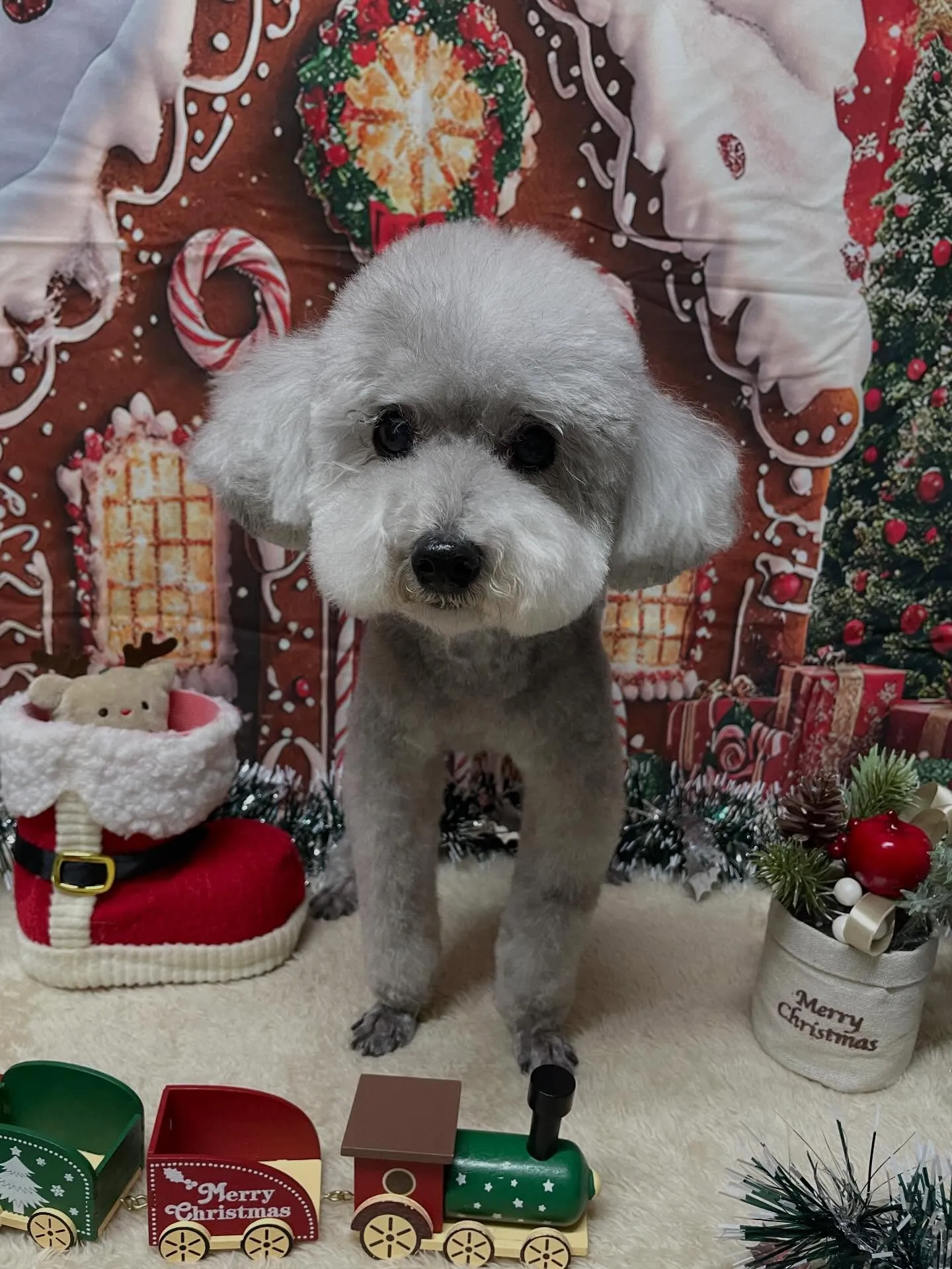 🍃今日のトリミング🍃プードル🐶｜名東区・千種区・守山区の動物...