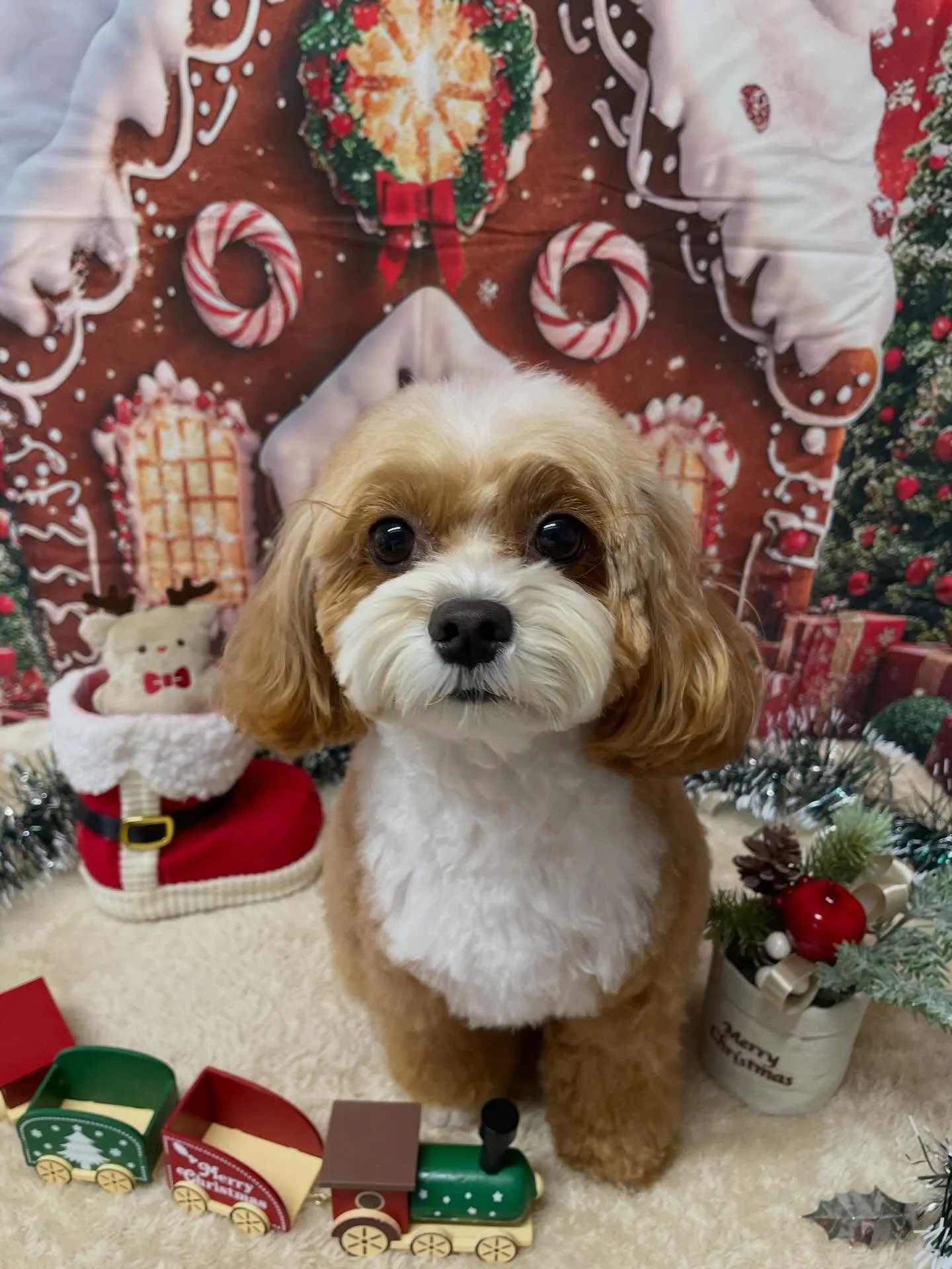 🍃今日のトリミング🍃ミックス犬🐶チワワ🐶プードル🐶｜名東区・...