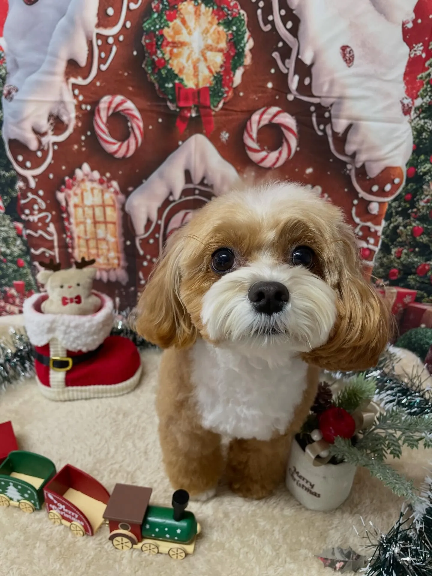 🍃今日のトリミング🍃ミックス犬🐶チワワ🐶プードル🐶｜名東区・...