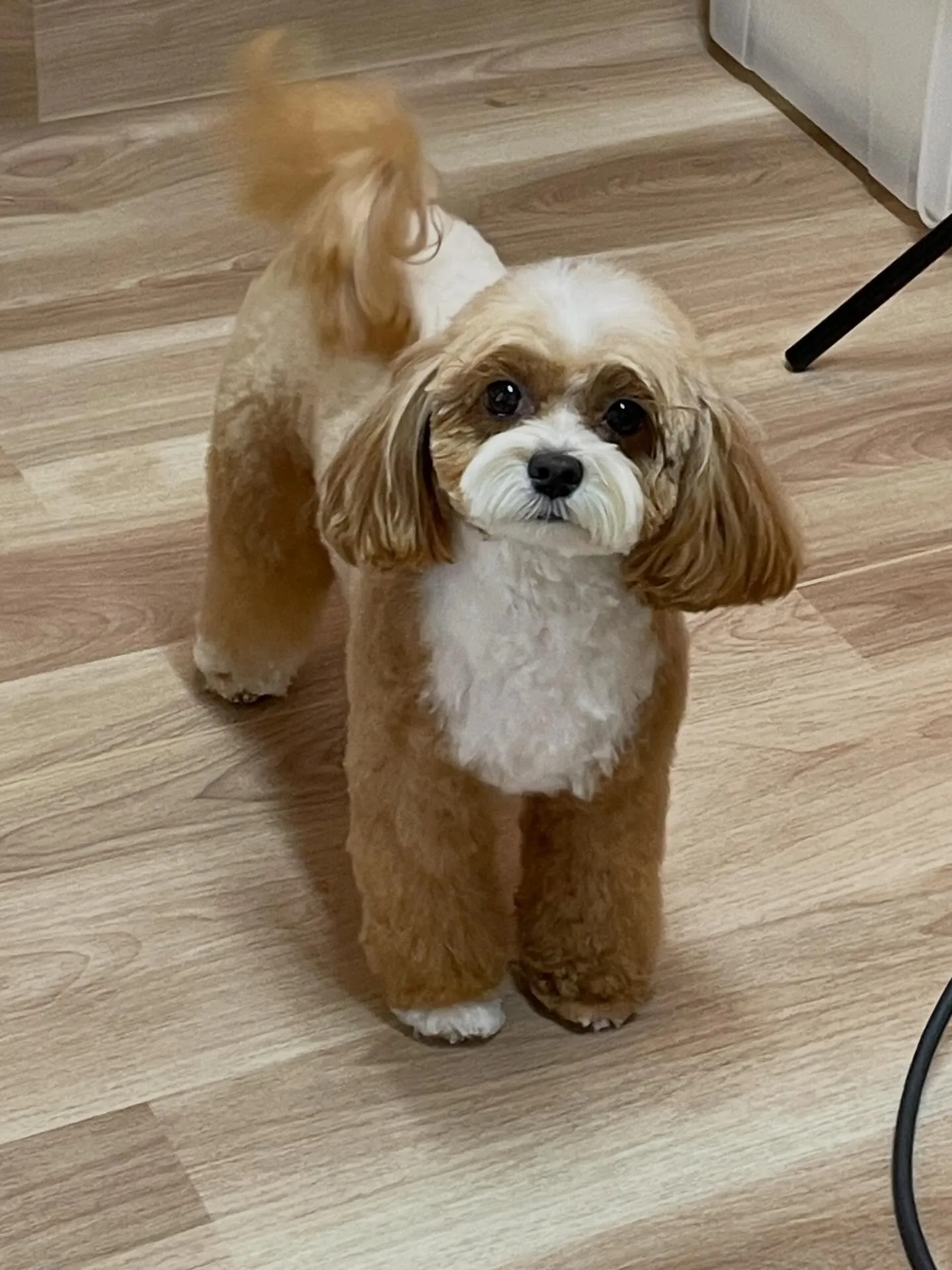 🍃今日のトリミング🍃ミックス犬🐶チワワ🐶プードル🐶｜名東区・...