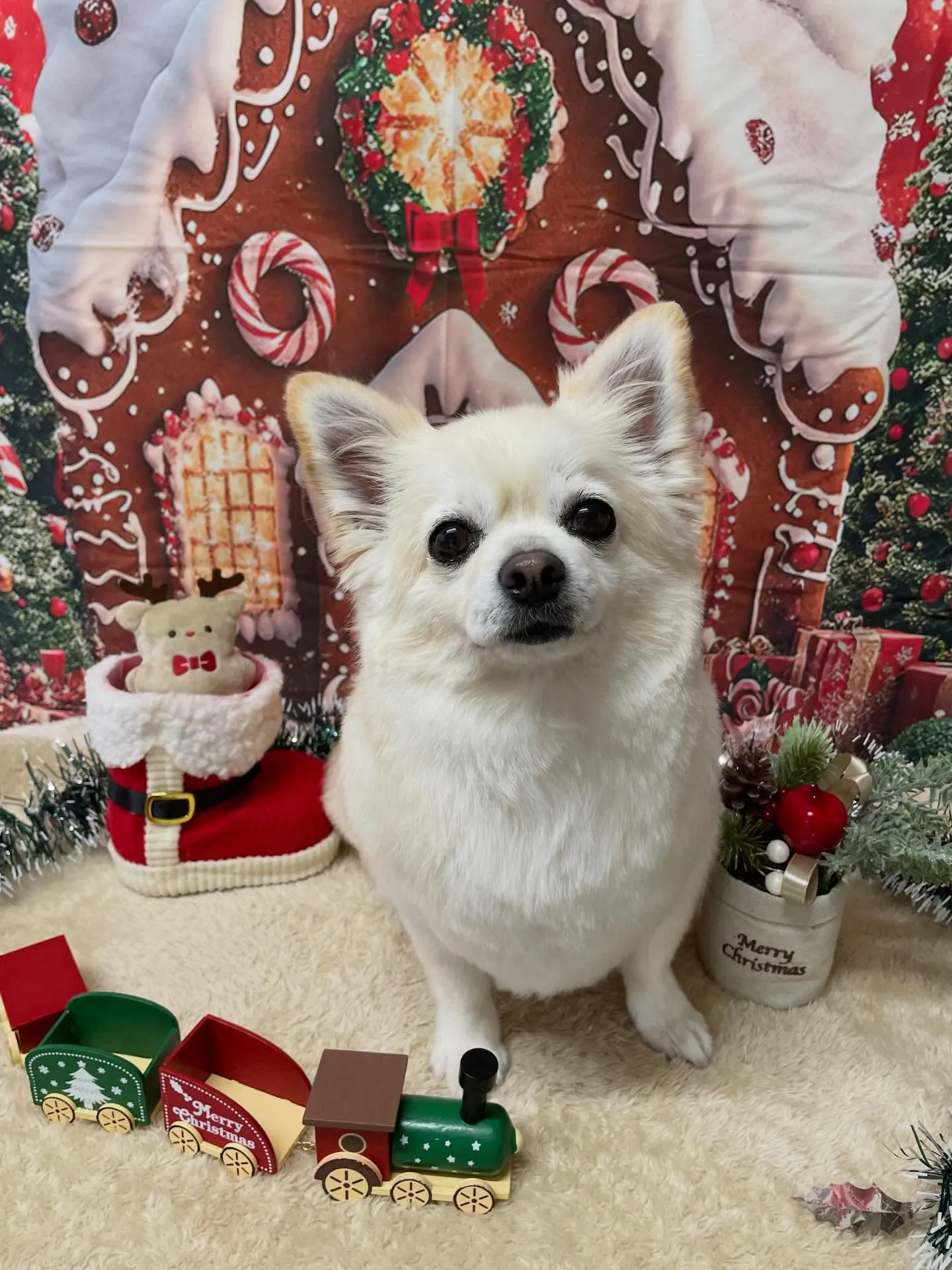 🍃今日のトリミング🍃ミックス犬🐶チワワ🐶プードル🐶｜名東区・...