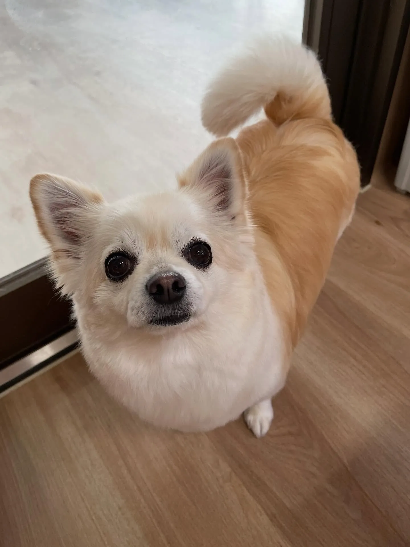 🍃今日のトリミング🍃ミックス犬🐶チワワ🐶プードル🐶｜名東区・...