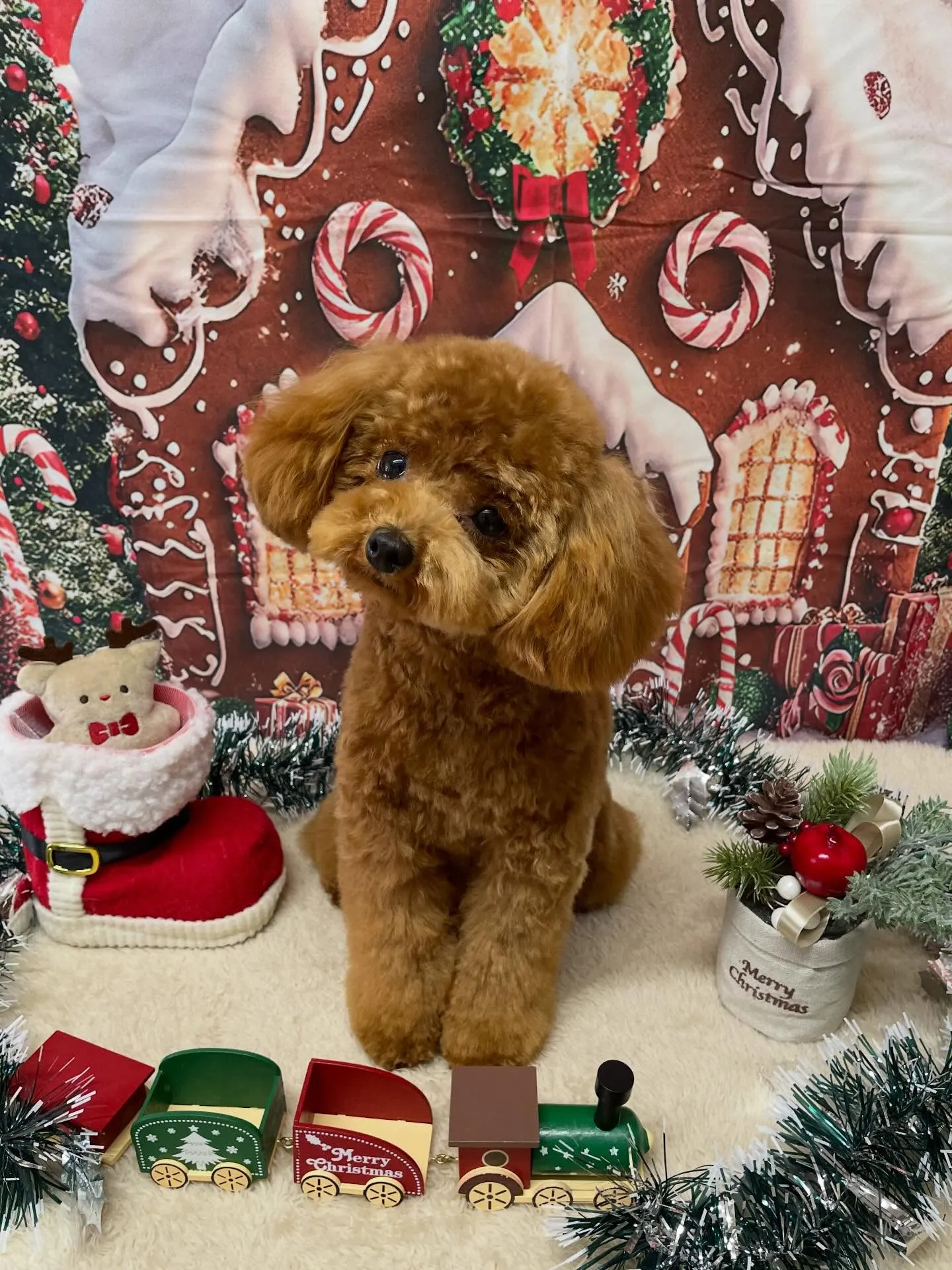 🍃今日のトリミング🍃ミックス犬🐶チワワ🐶プードル🐶｜名東区・...