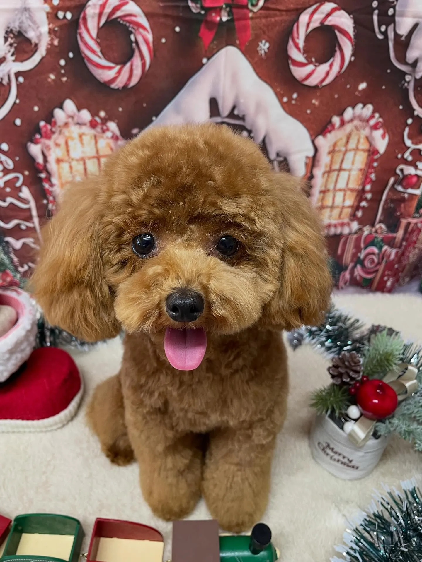 🍃今日のトリミング🍃ミックス犬🐶チワワ🐶プードル🐶｜名東区・...