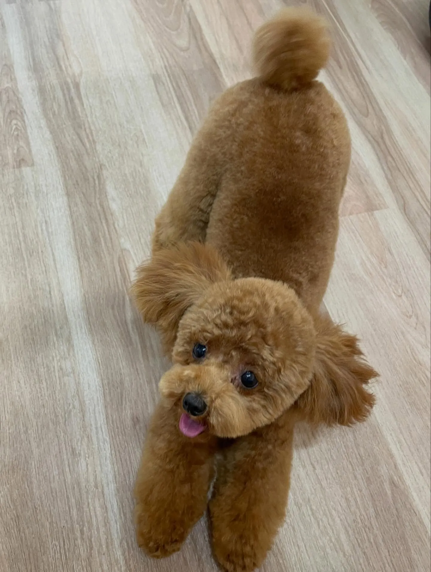 🍃今日のトリミング🍃ミックス犬🐶チワワ🐶プードル🐶｜名東区・...