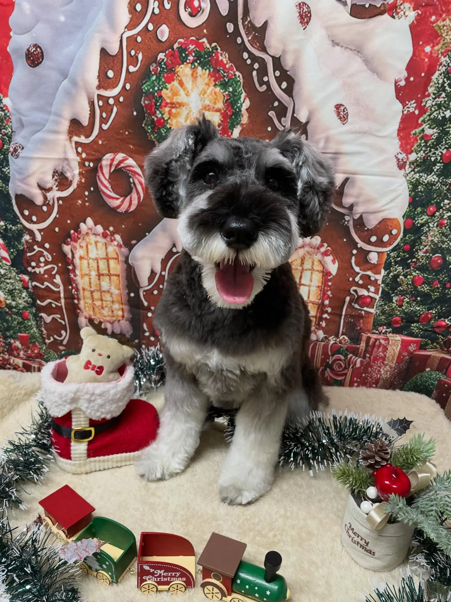 🍃今日のトリミング🍃シュナウザー🐶｜名東区・千種区・守山区の...