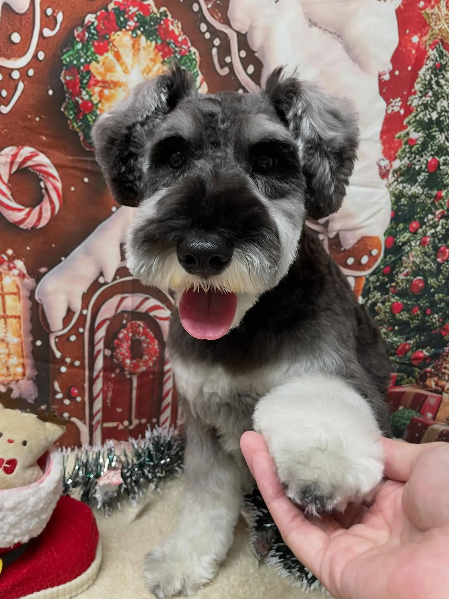 🍃今日のトリミング🍃シュナウザー🐶｜名東区・千種区・守山区の...