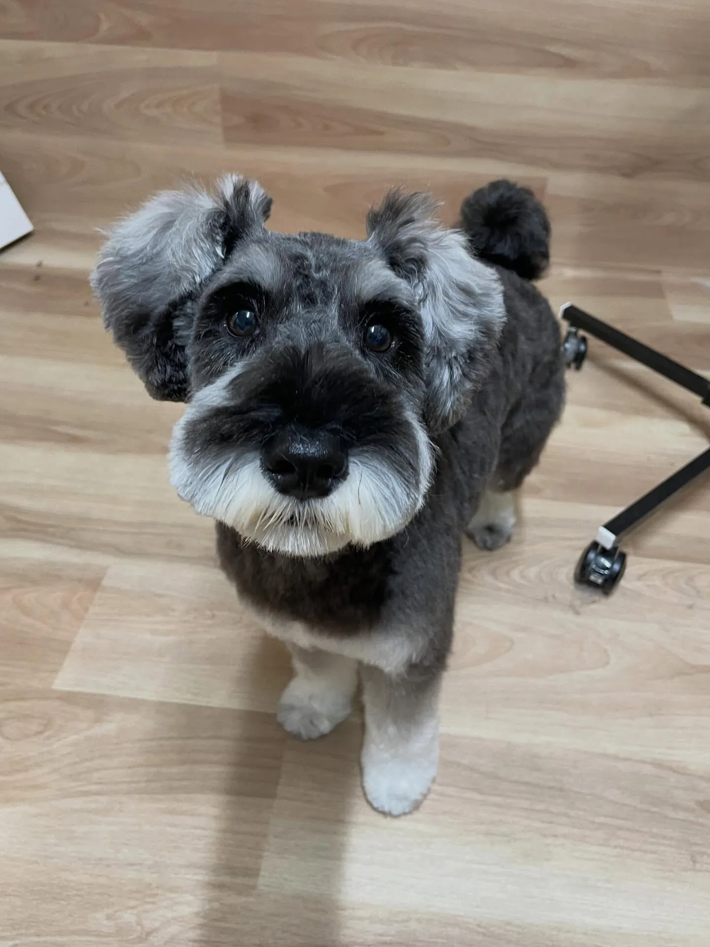 🍃今日のトリミング🍃シュナウザー🐶｜名東区・千種区・守山区の...