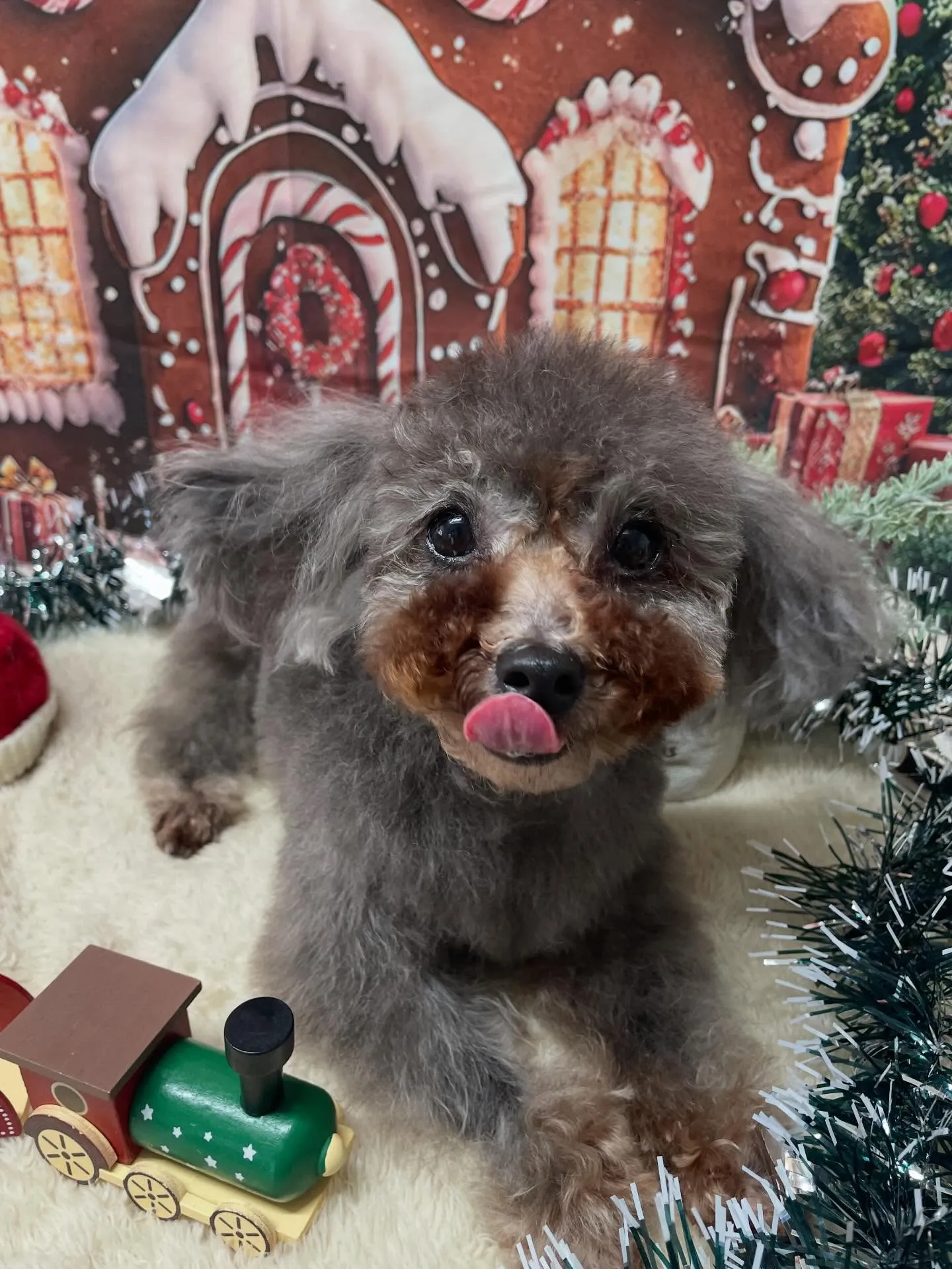 🍃今日のトリミング🍃プードル🐶｜名東区・千種区・守山区の動物...