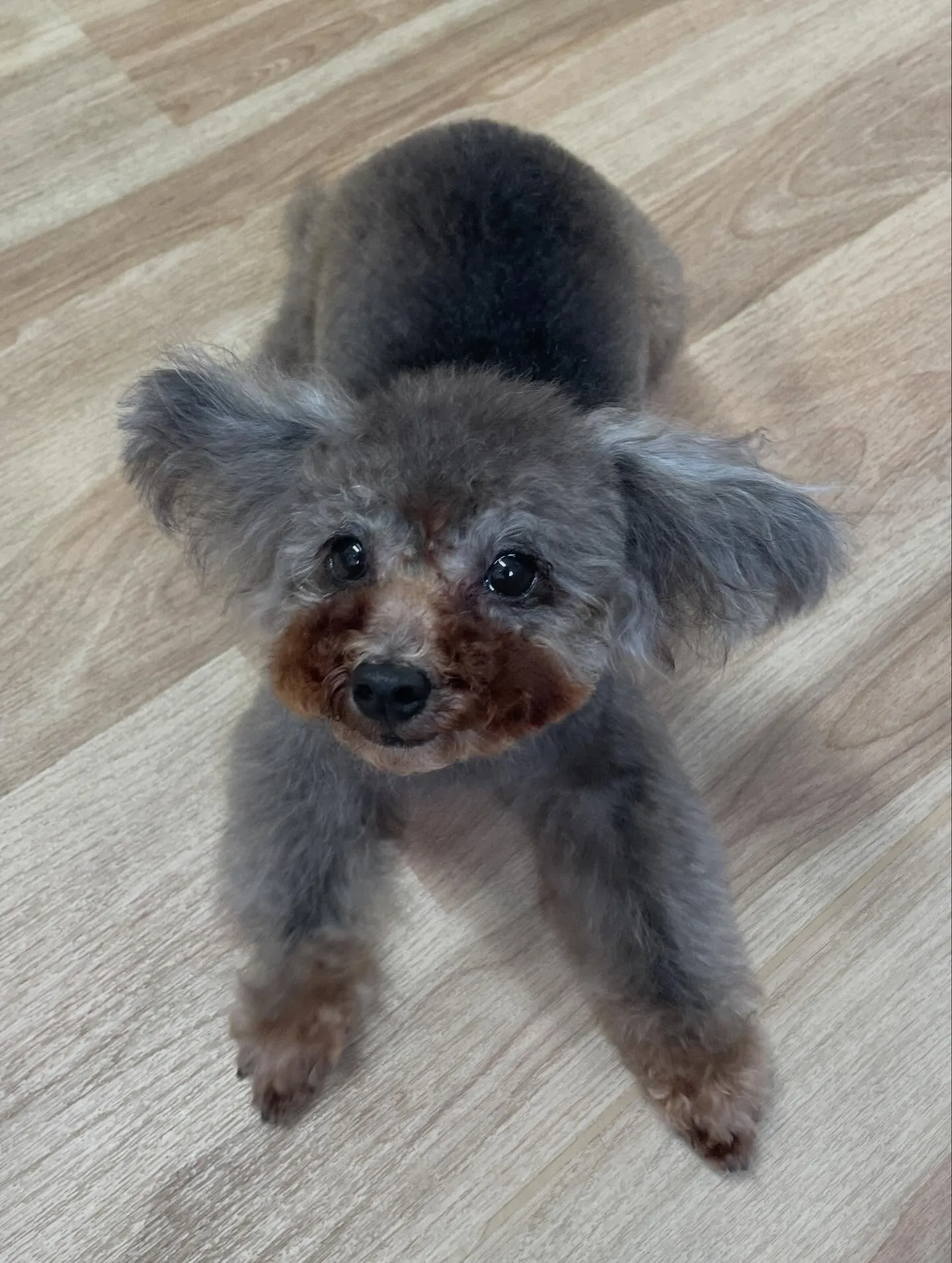 🍃今日のトリミング🍃プードル🐶｜名東区・千種区・守山区の動物...