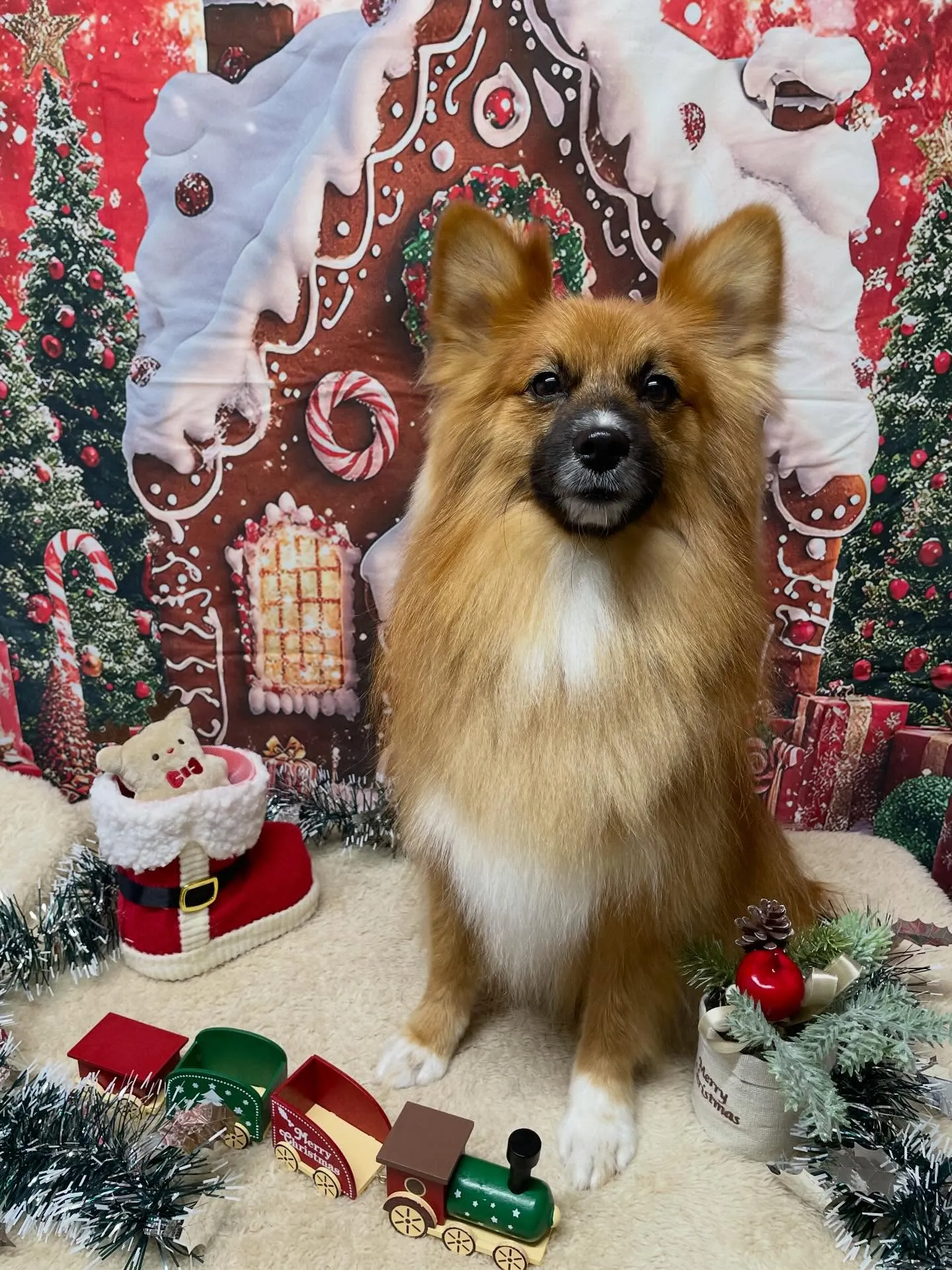 🍃今日のトリミング🍃ミックス犬🐶｜名東区・千種区・守山区の動...