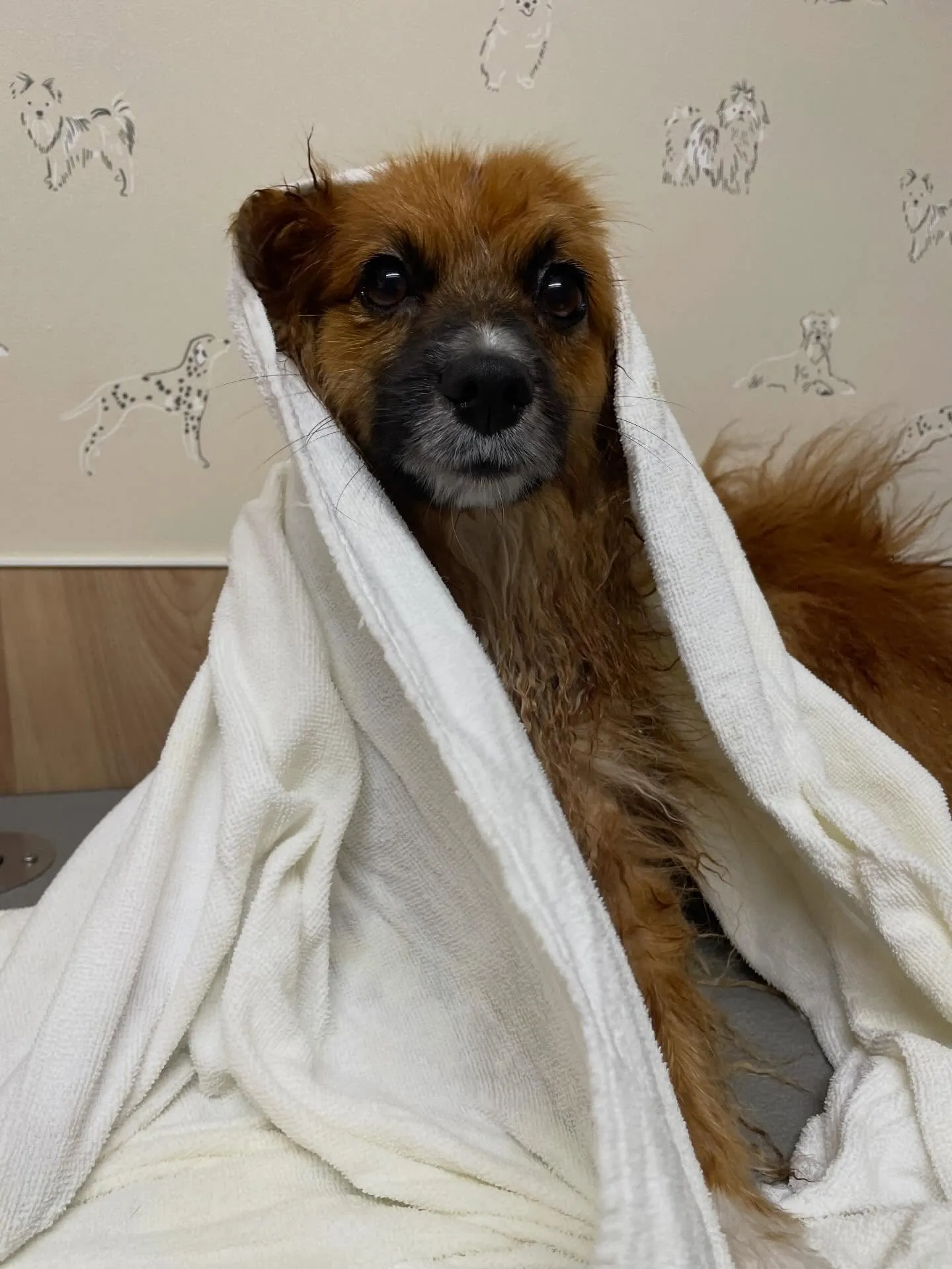 🍃今日のトリミング🍃ミックス犬🐶｜名東区・千種区・守山区の動...