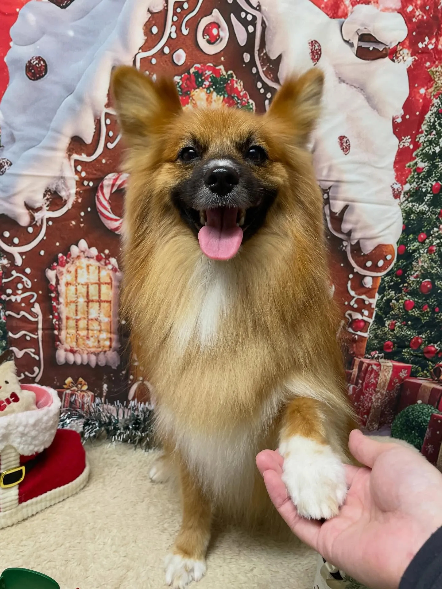🍃今日のトリミング🍃ミックス犬🐶｜名東区・千種区・守山区の動...
