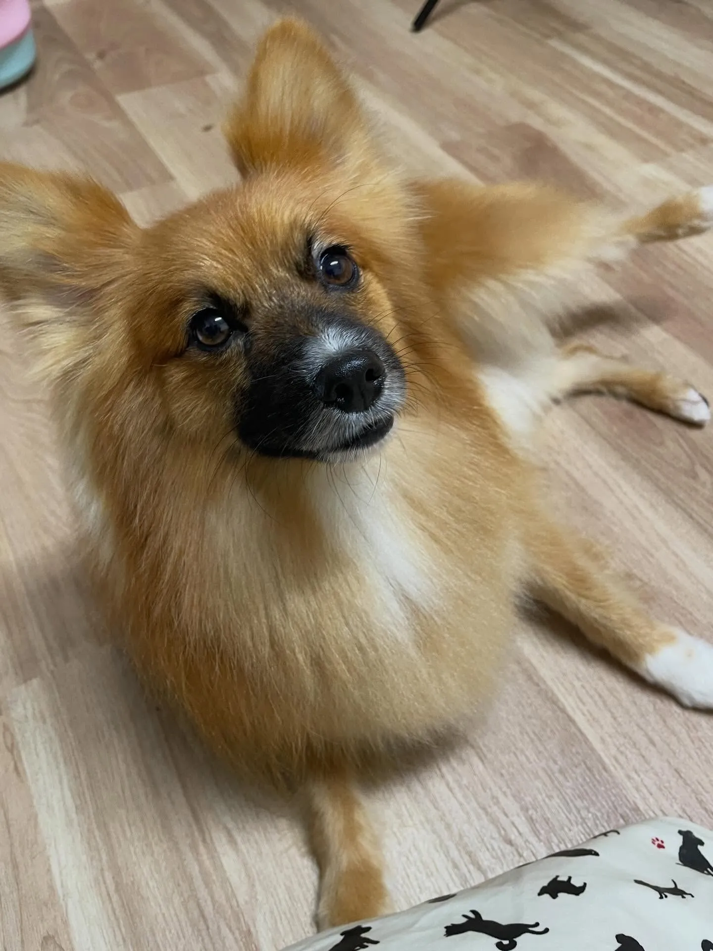 🍃今日のトリミング🍃ミックス犬🐶｜名東区・千種区・守山区の動...