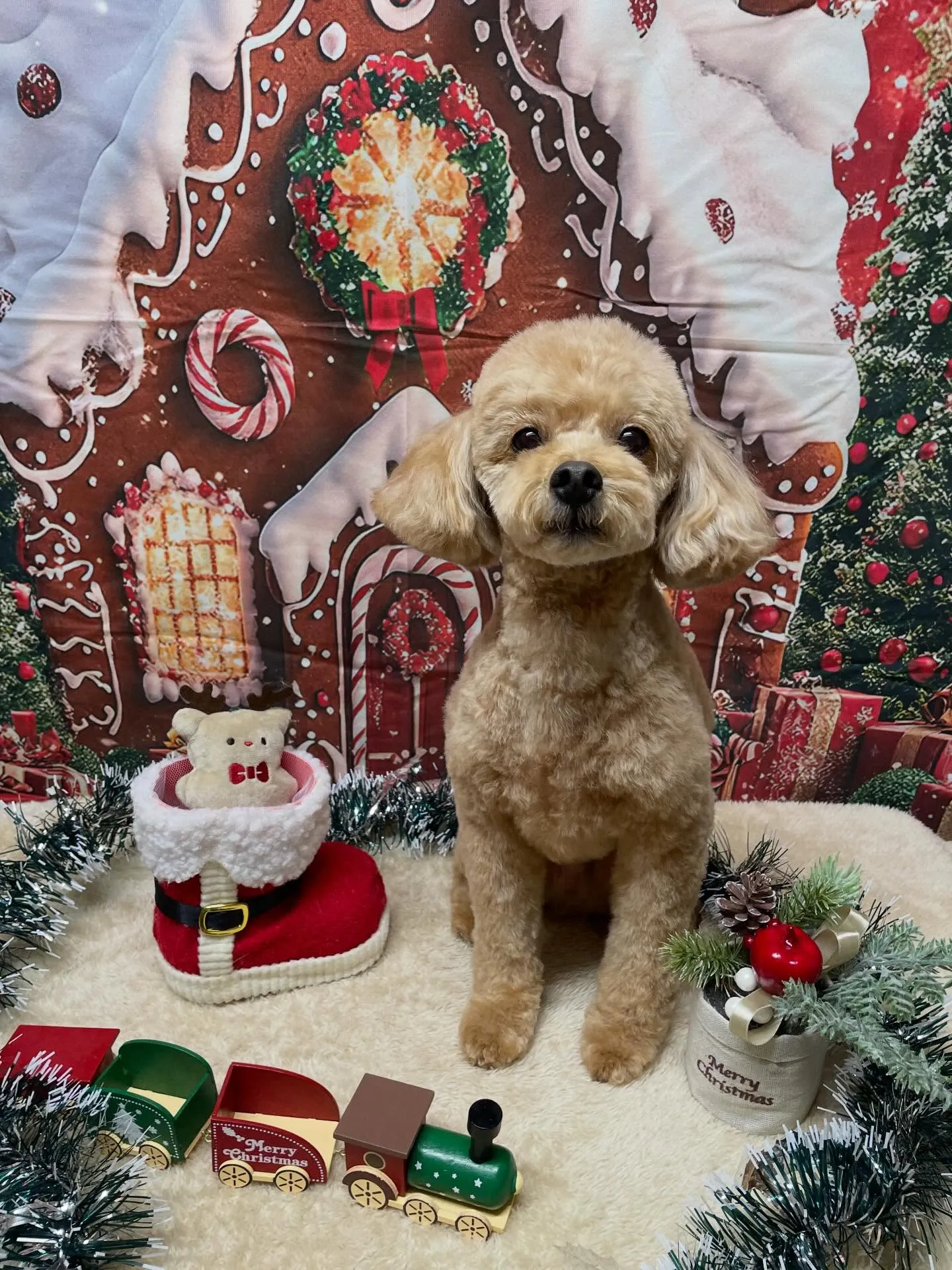 🍃今日のトリミング🍃プードル🐶｜名東区・千種区・守山区の動物...