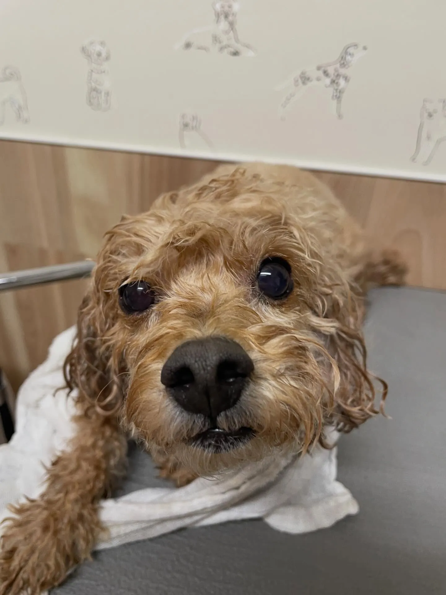 🍃今日のトリミング🍃プードル🐶｜名東区・千種区・守山区の動物...