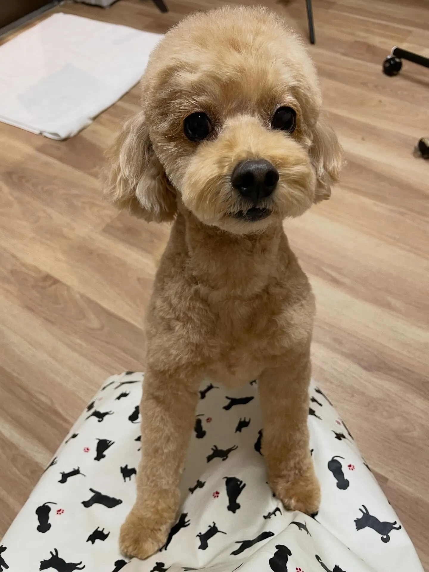 🍃今日のトリミング🍃プードル🐶｜名東区・千種区・守山区の動物...