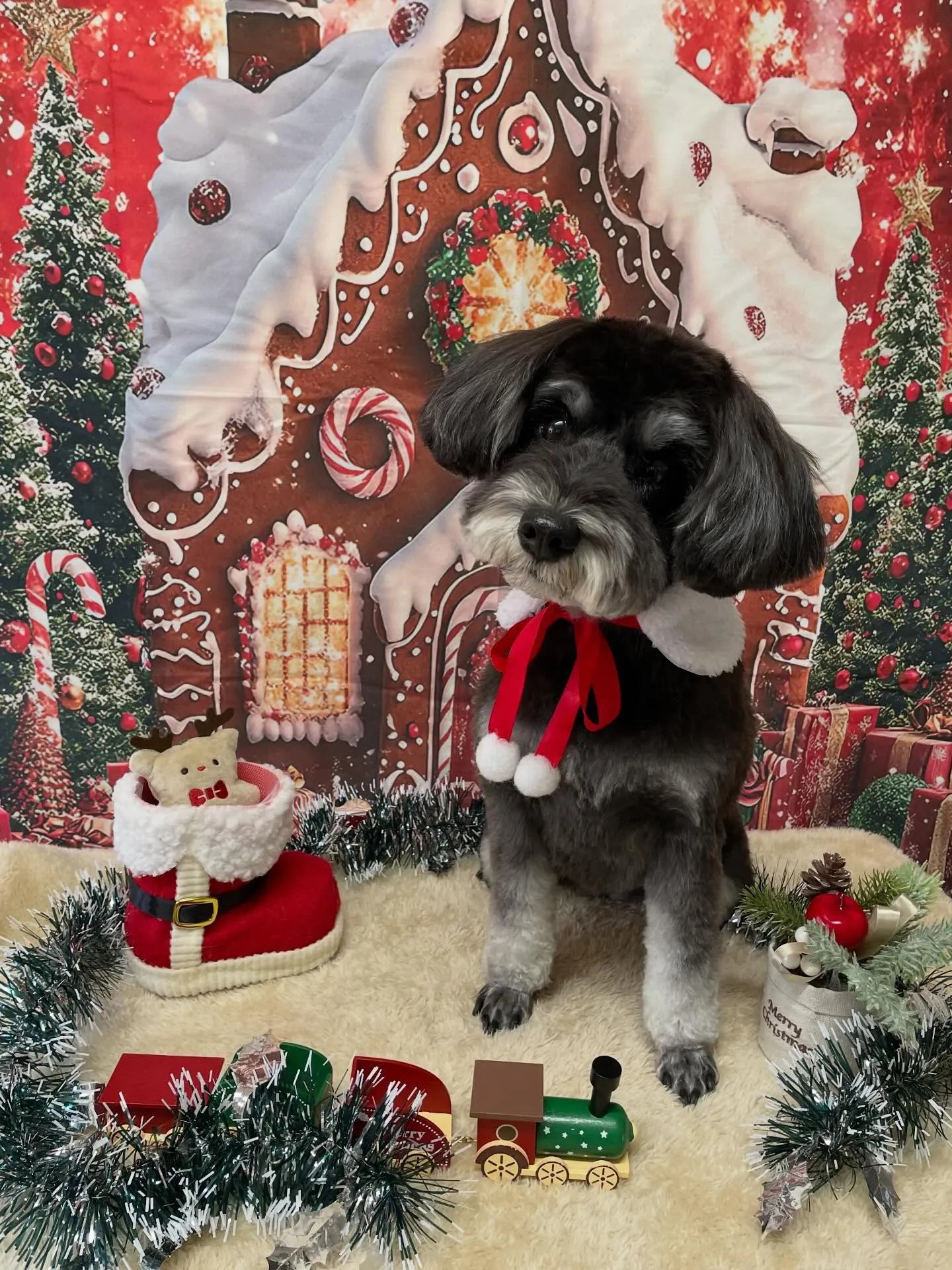 🍃今日のトリミング🍃シュナウザー🐶｜名東区・千種区・守山区の...