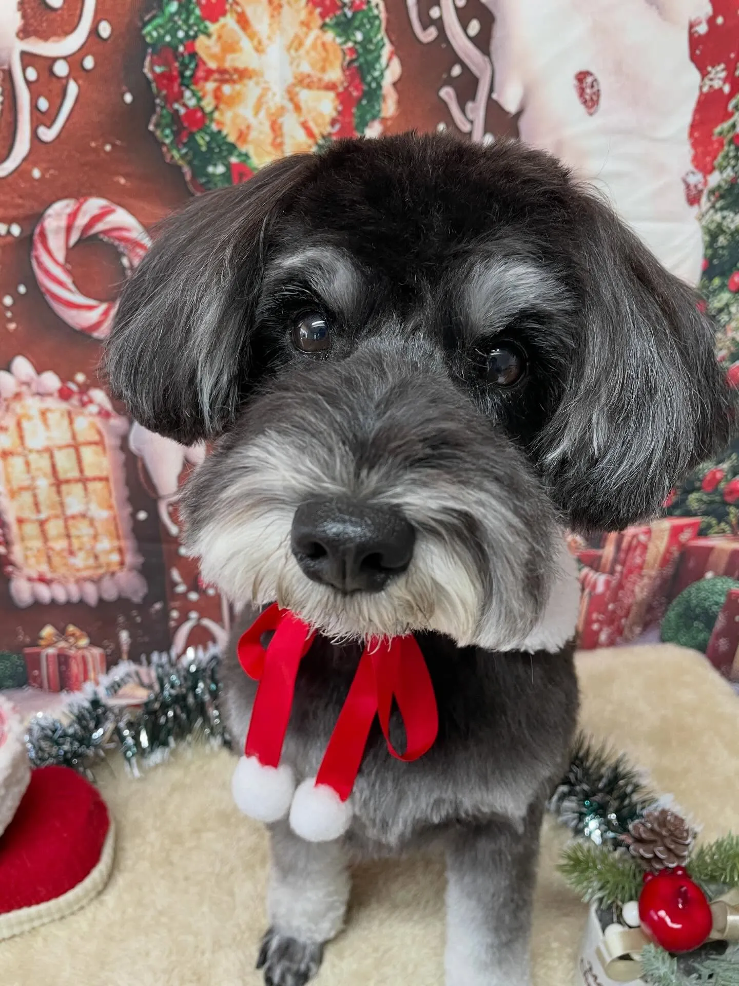 🍃今日のトリミング🍃シュナウザー🐶｜名東区・千種区・守山区の...