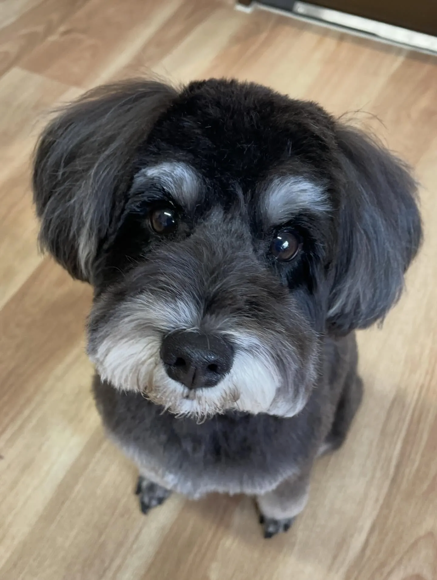 🍃今日のトリミング🍃シュナウザー🐶｜名東区・千種区・守山区の...
