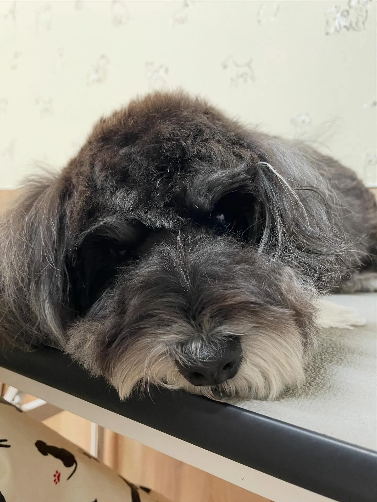 🍃今日のトリミング🍃シュナウザー🐶｜名東区・千種区・守山区の...