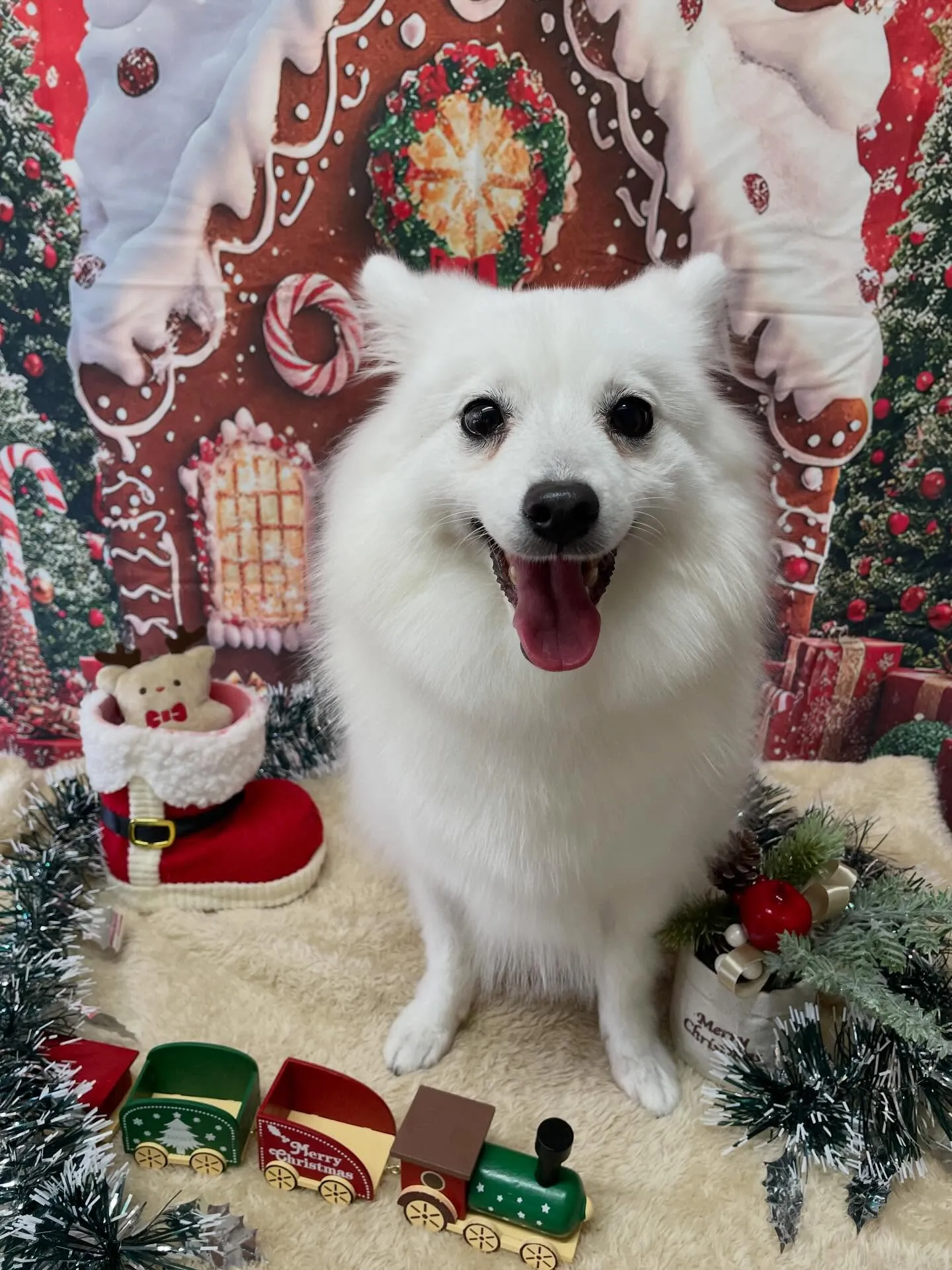 🍃今日のトリミング🍃日本スピッツ🐶｜名東区・千種区・守山区の...
