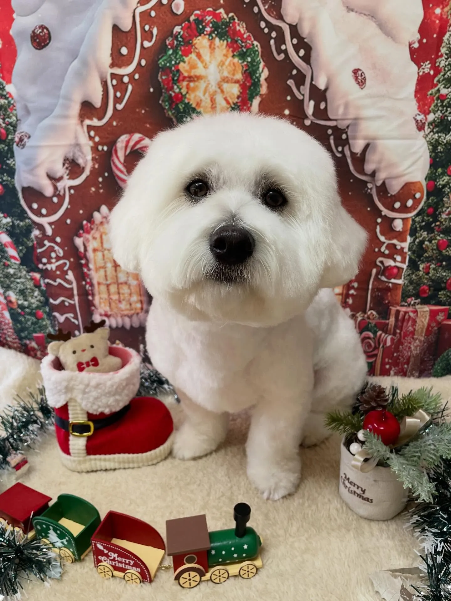 🍃今日のトリミング🍃ミックス犬🐶｜名東区・千種区・守山区の動...