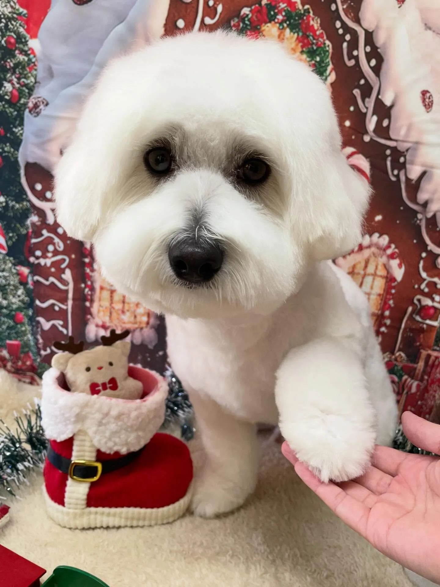🍃今日のトリミング🍃ミックス犬🐶｜名東区・千種区・守山区の動...