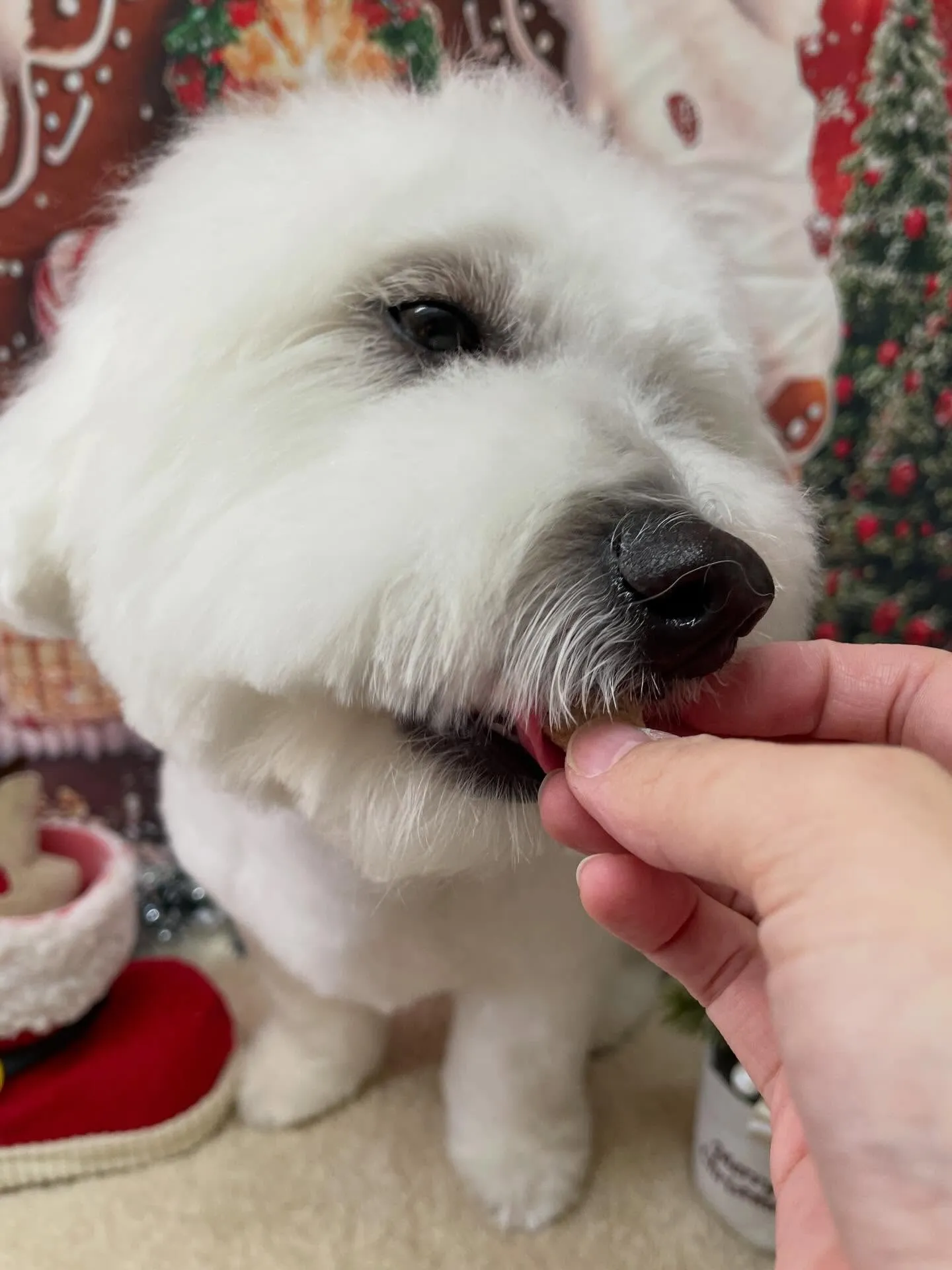 🍃今日のトリミング🍃ミックス犬🐶｜名東区・千種区・守山区の動...