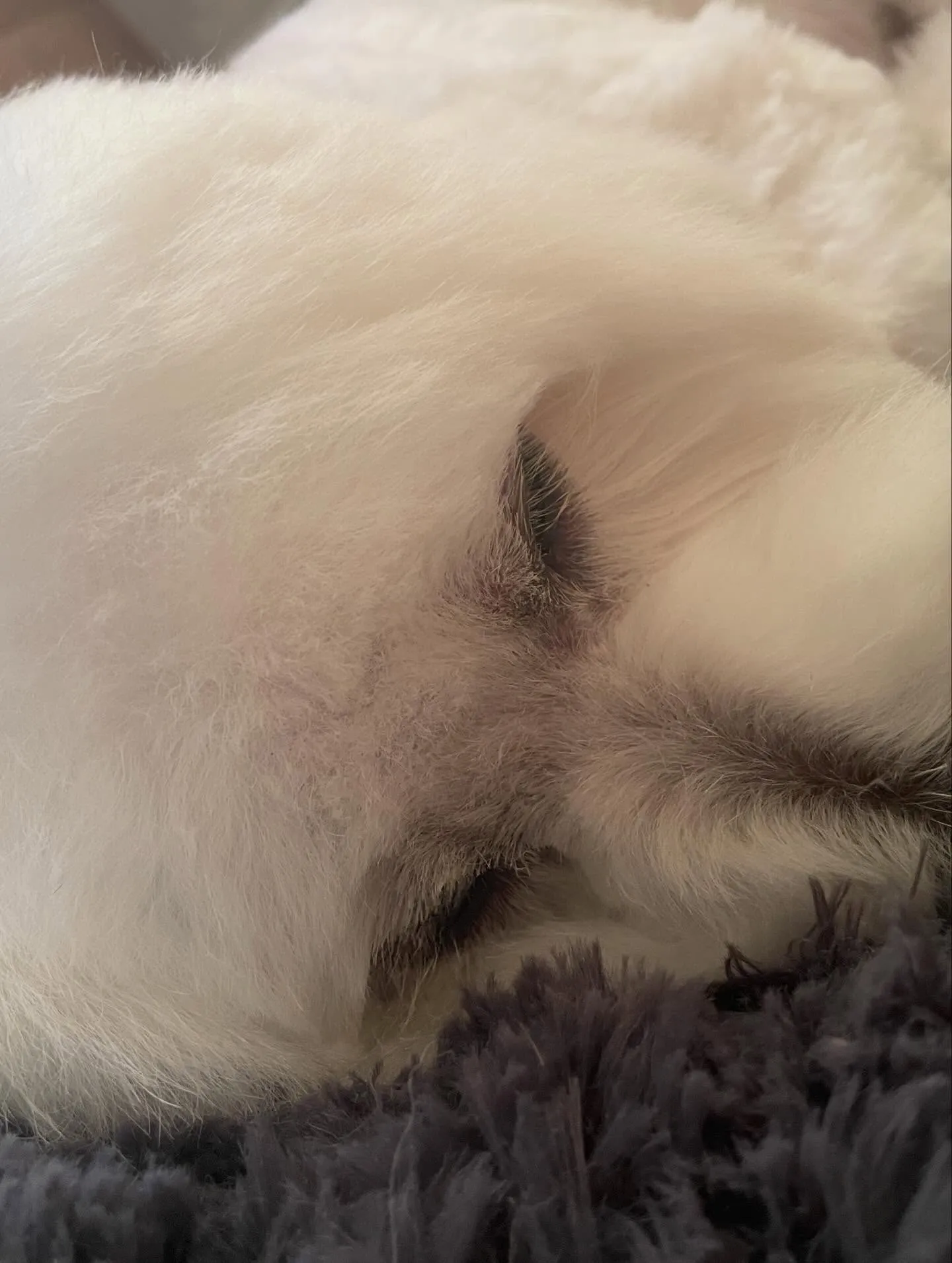 🍃今日のトリミング🍃ミックス犬🐶｜名東区・千種区・守山区の動...